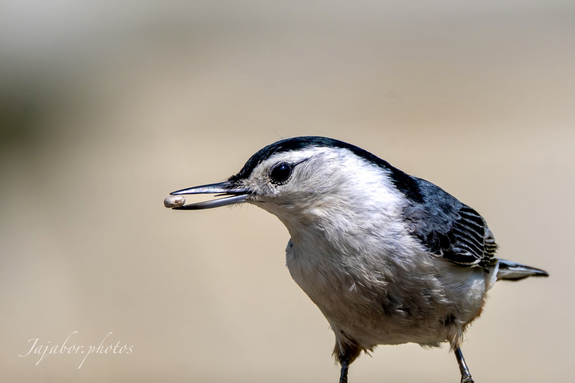 IMG_4649.jpg