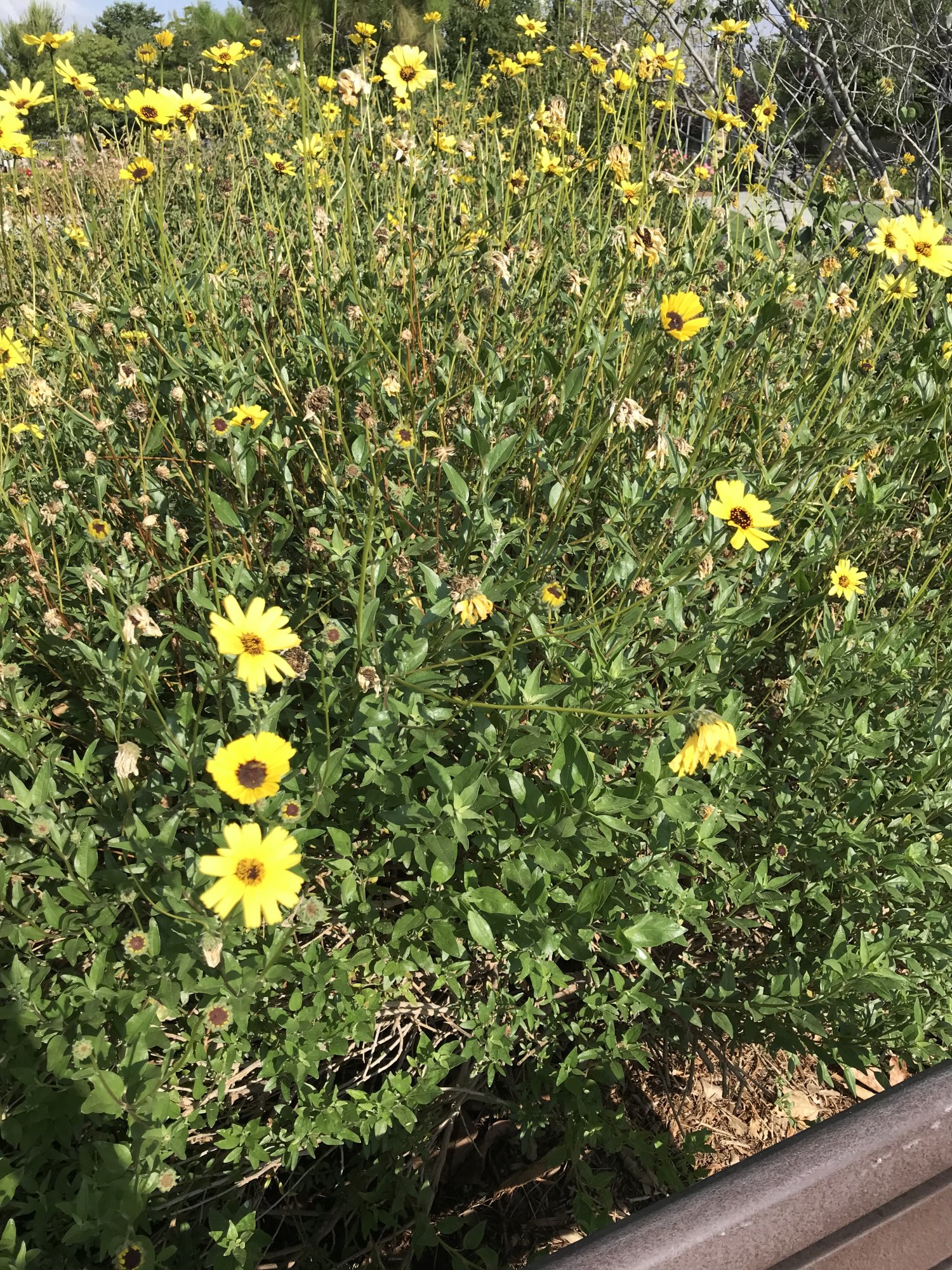 IMG_5149.jpeg