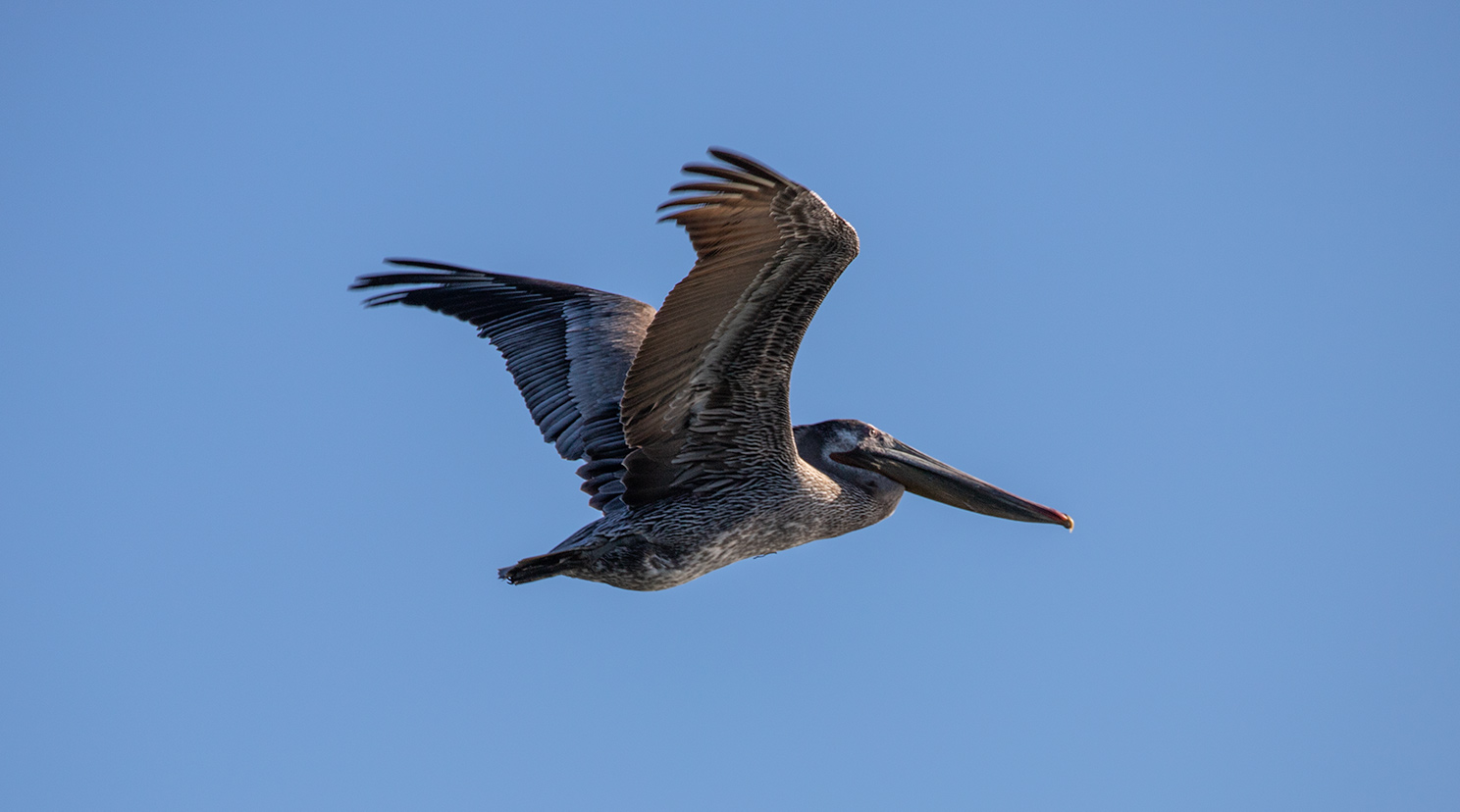 IMG_5801.jpg