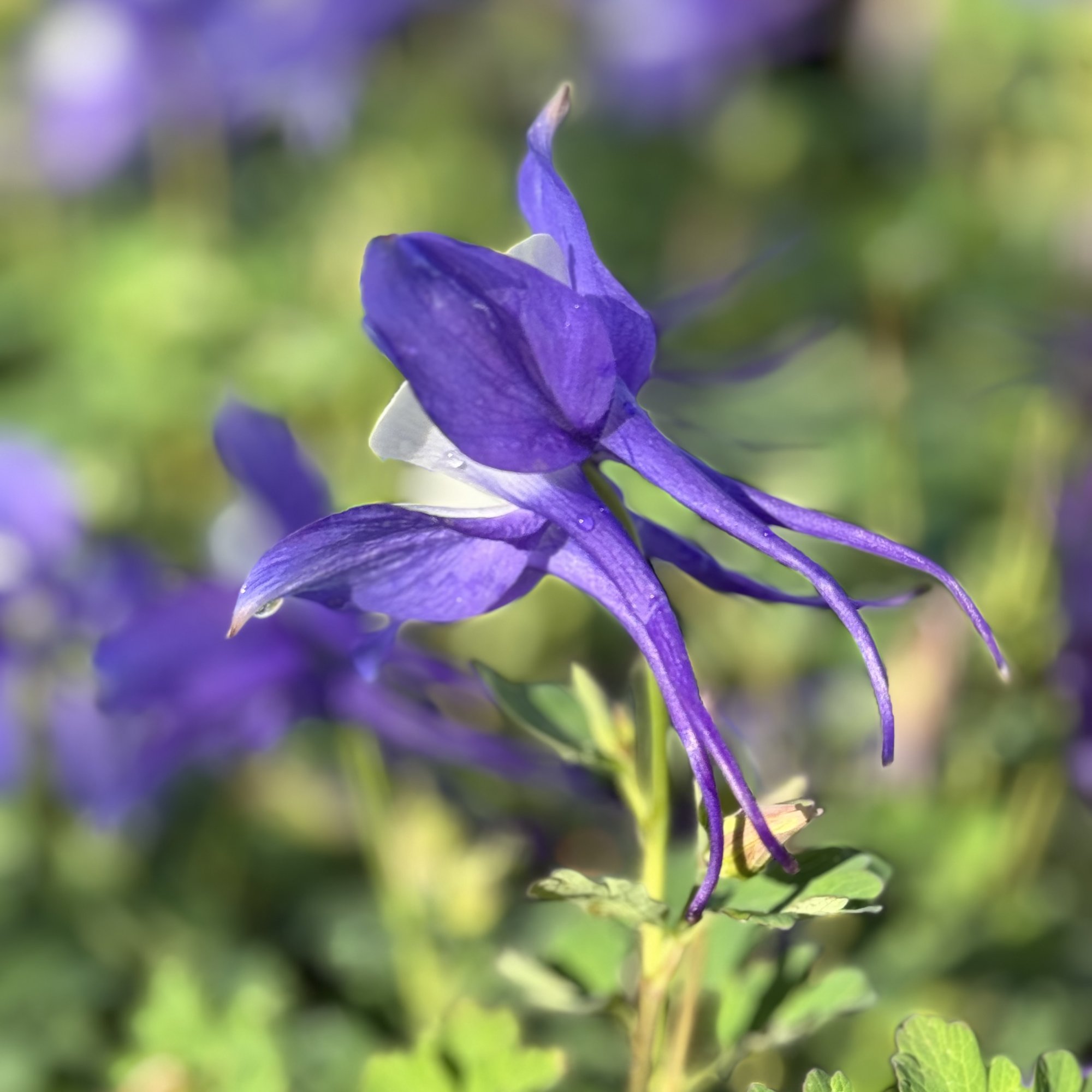 IMG_6203.jpeg