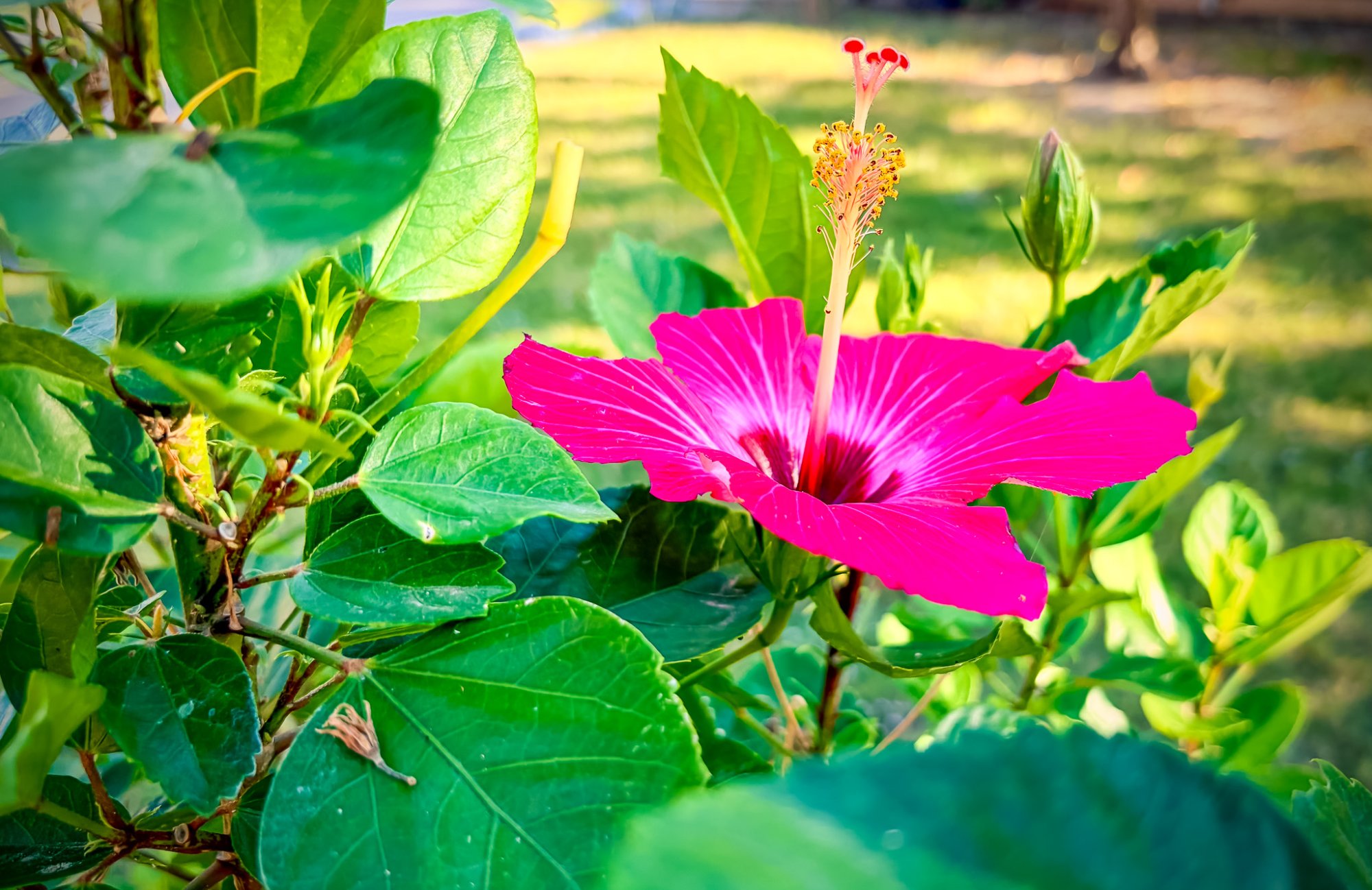 IMG_7763.jpg