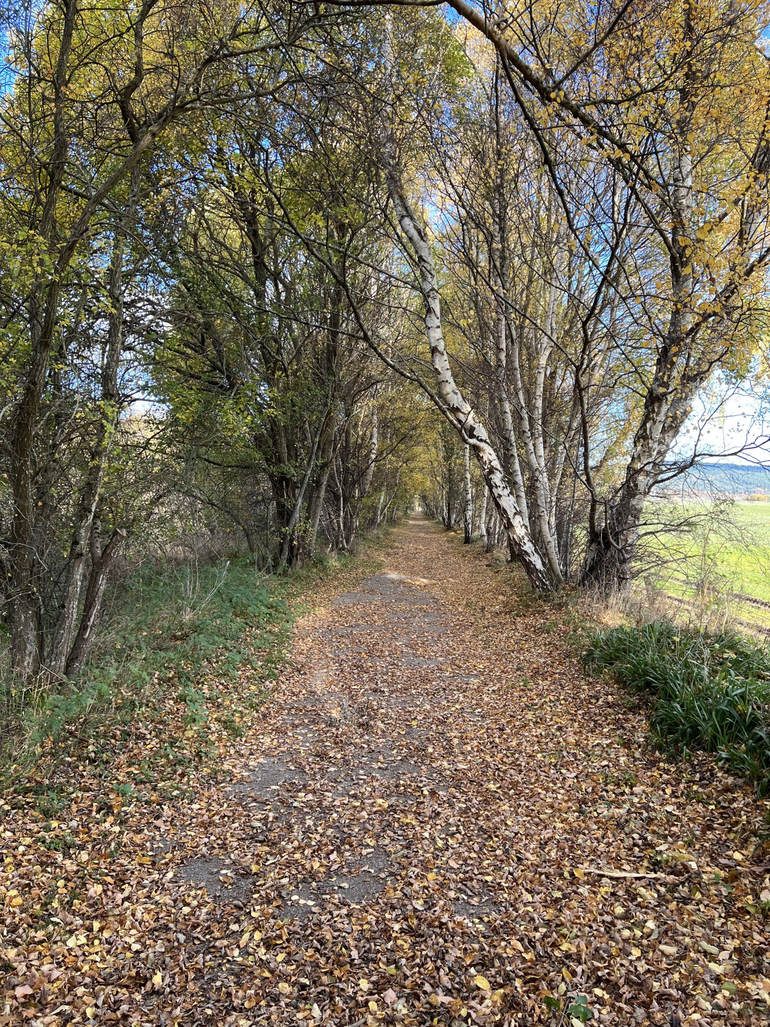 IMG_8045.jpeg
