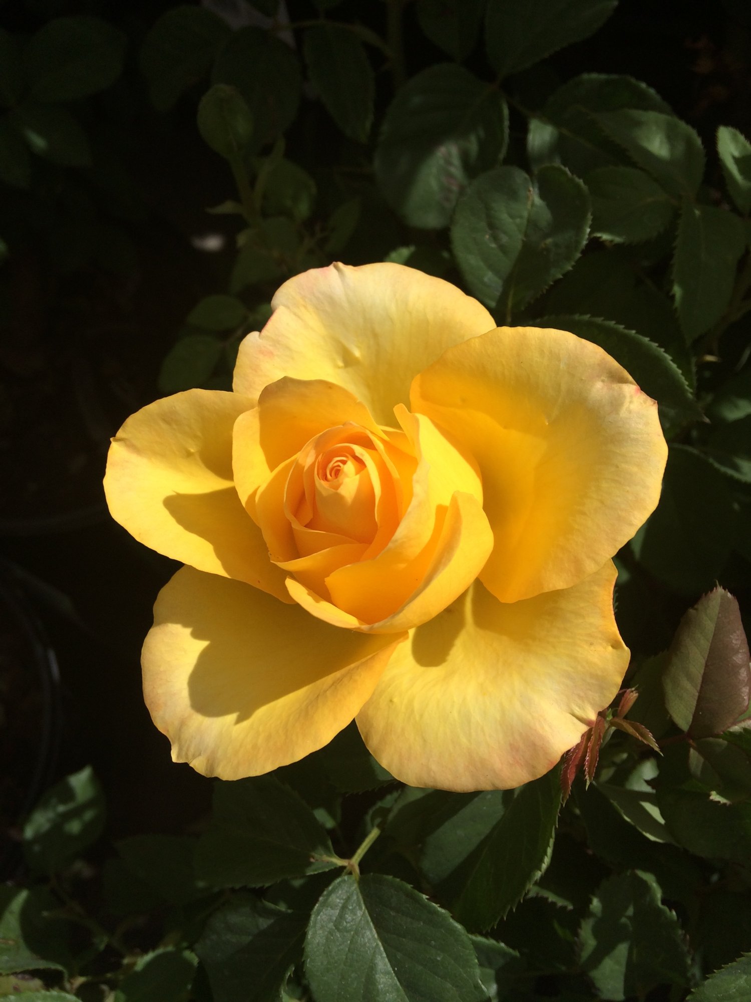 IMG_8583.jpeg