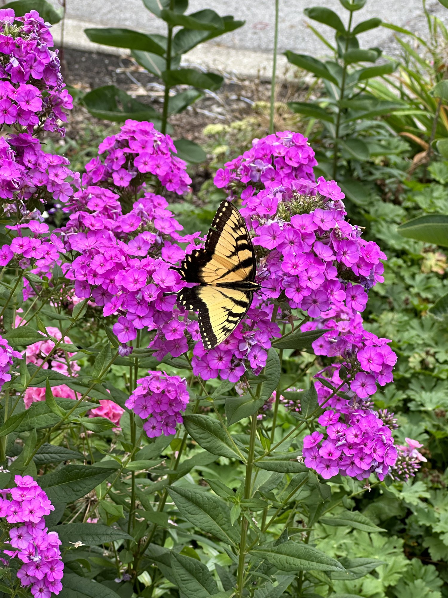 IMG_8855.jpeg