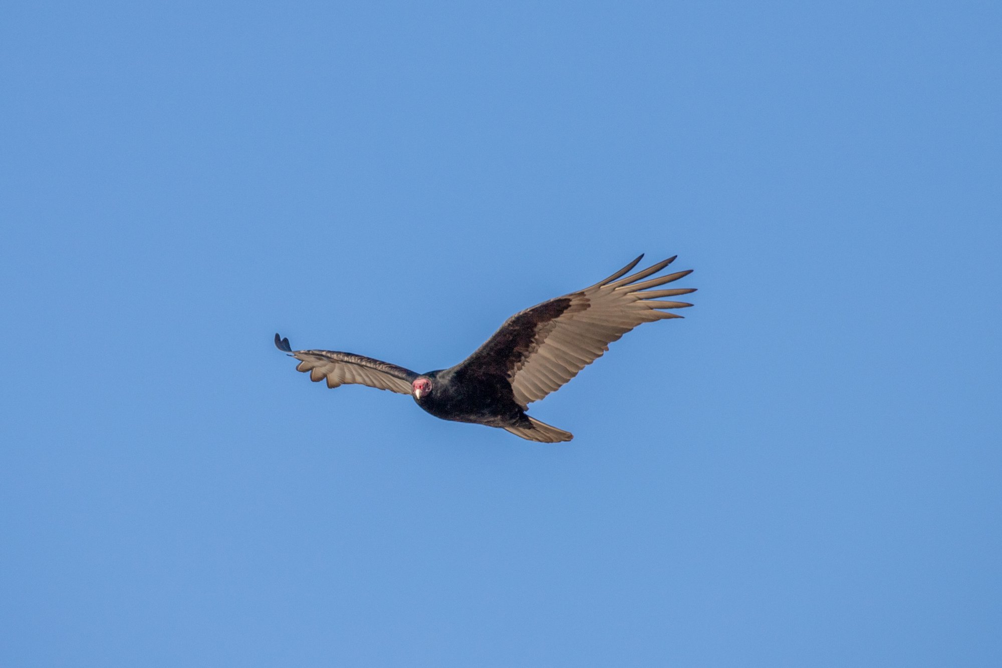 IMG_9312.jpg