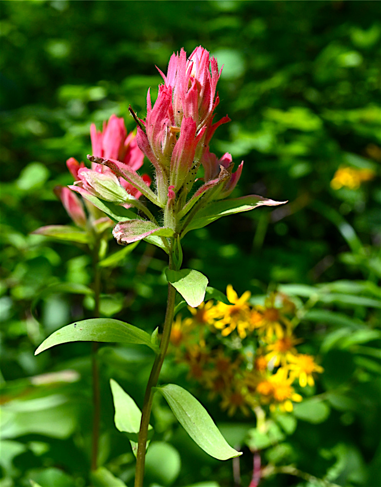 IndianPaintBrush_n227.jpg