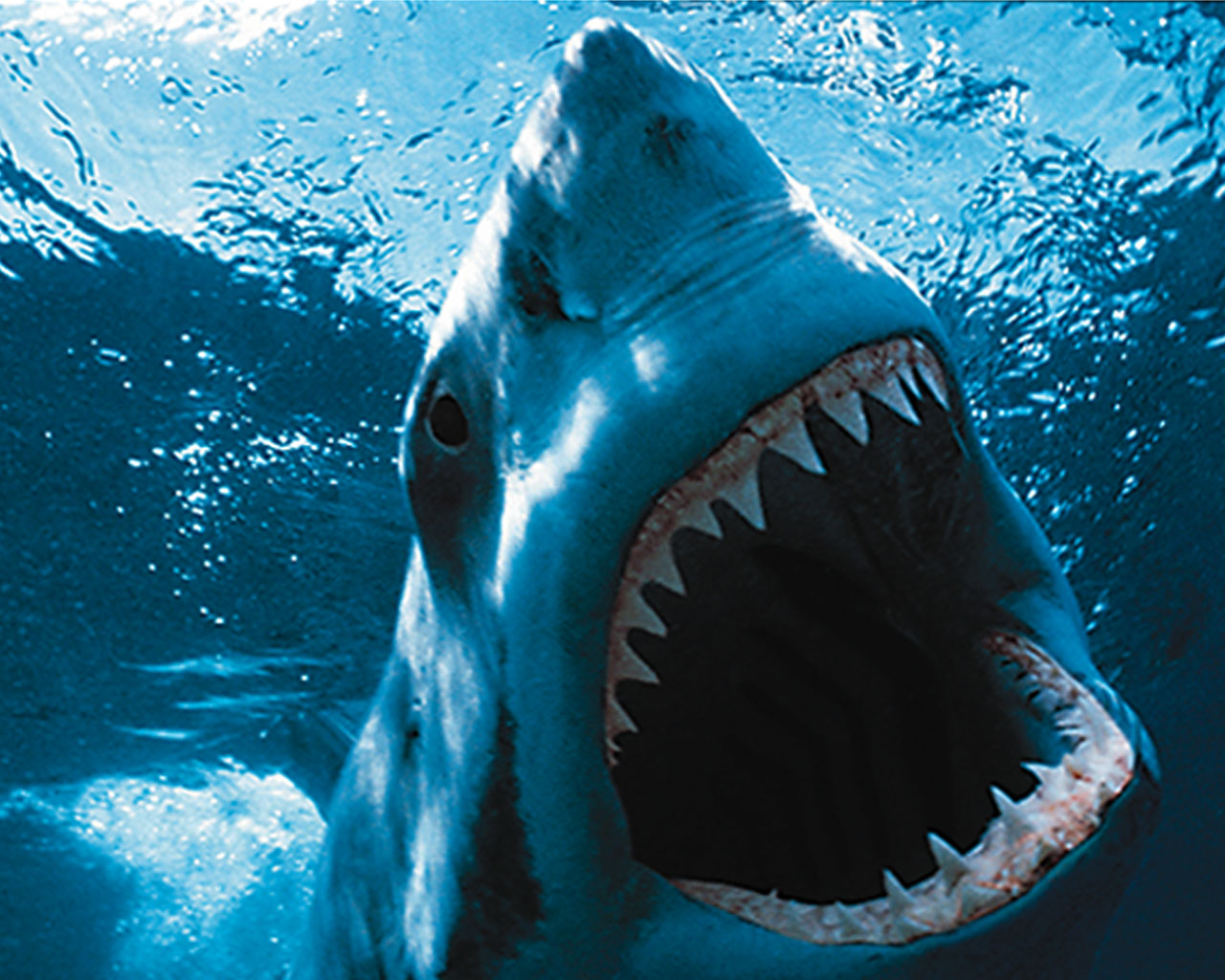  Jaws.jpg