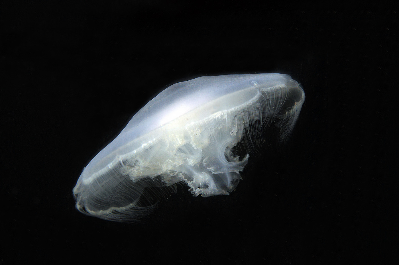 Jellyfish_6137_1400p.jpg