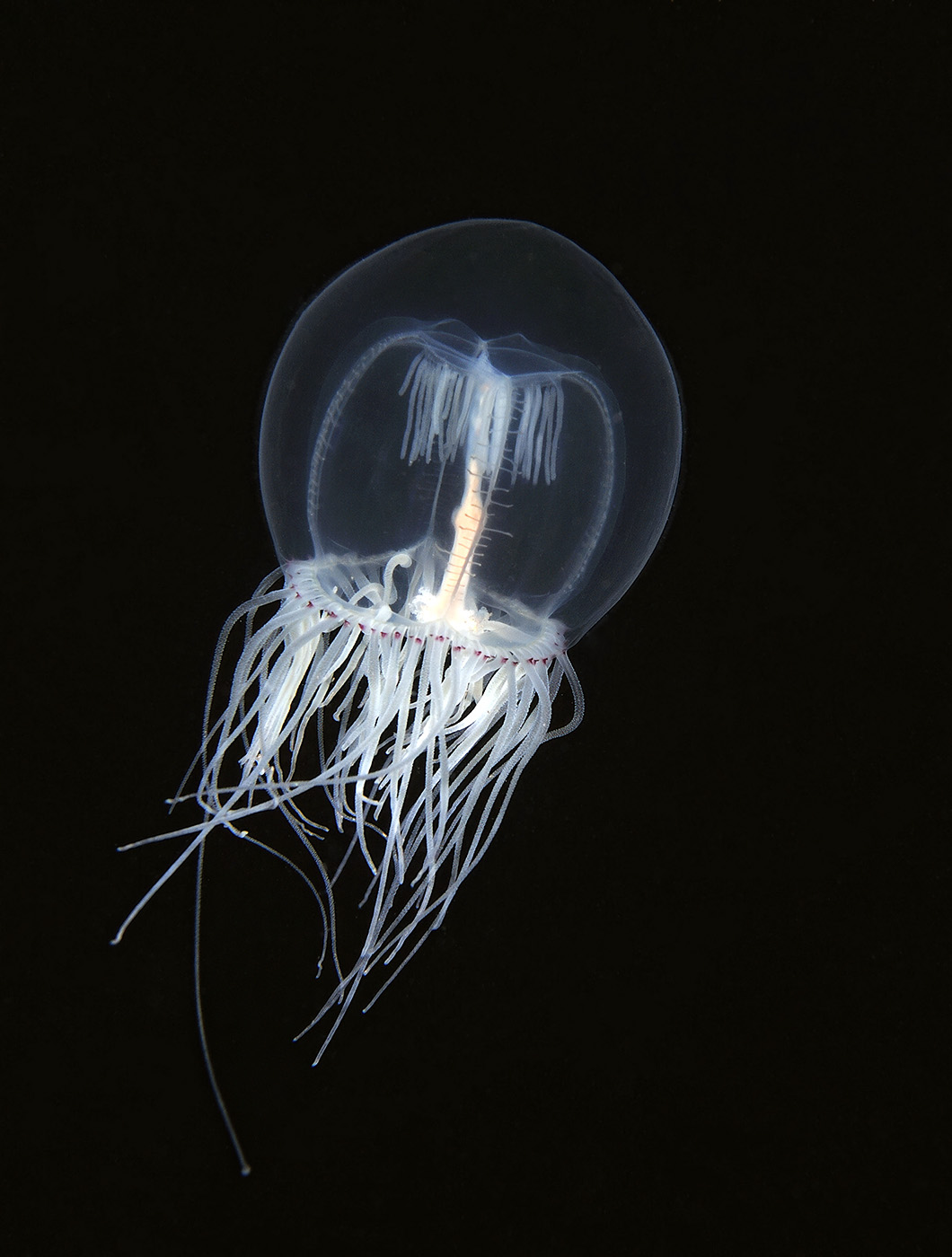 Jellyfish_6611_1400p.jpg
