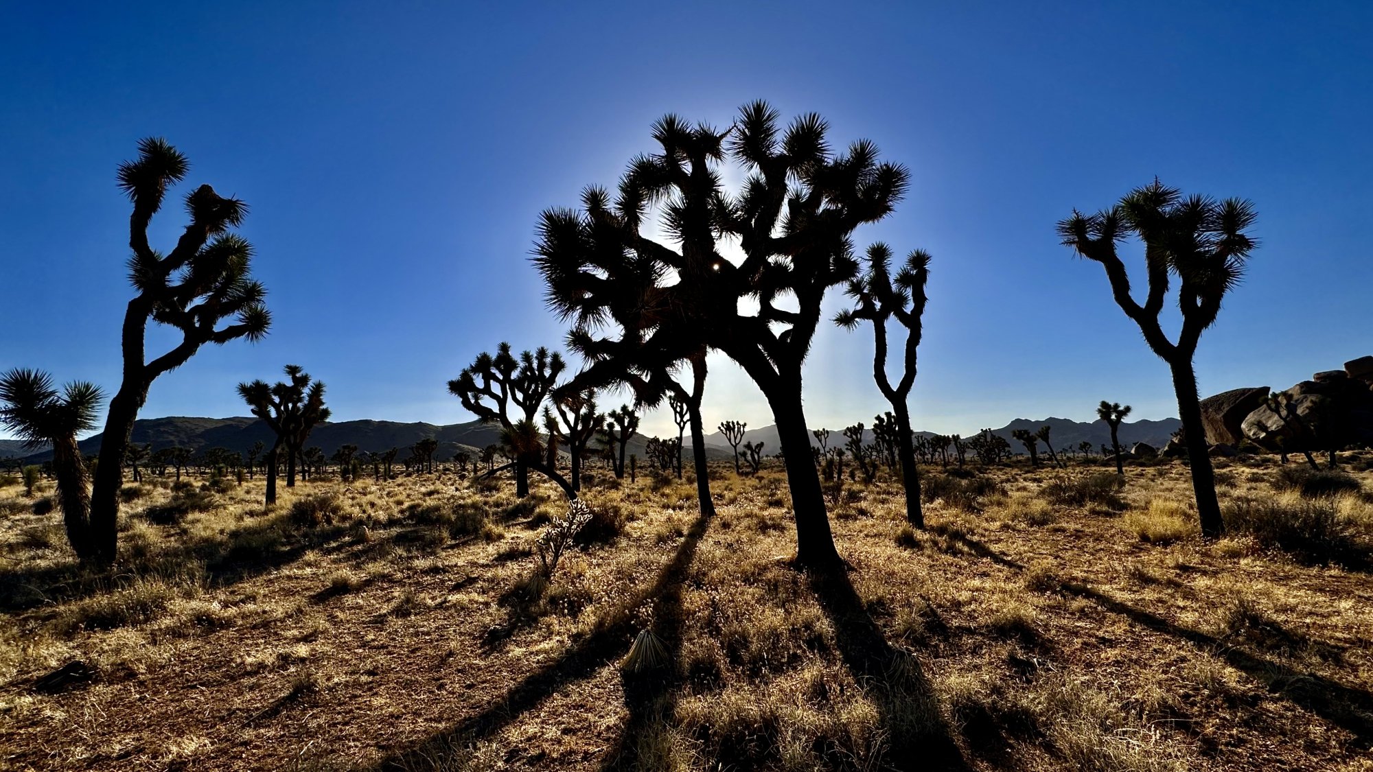 Joshua Tree.jpeg