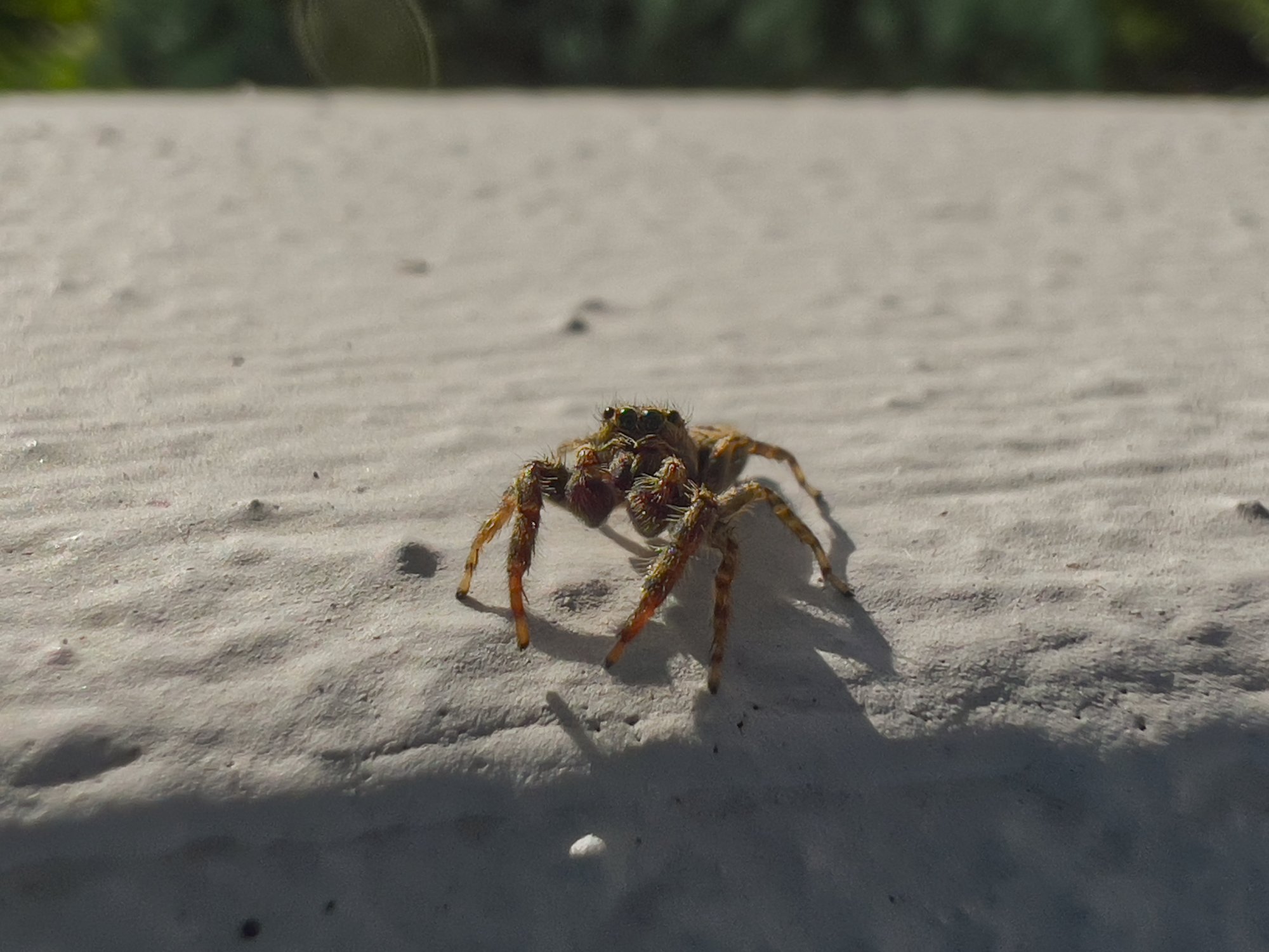 jumpingspider.jpg