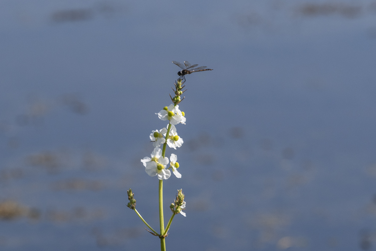 June 2021 Wetlands  - 1500px-18.JPG