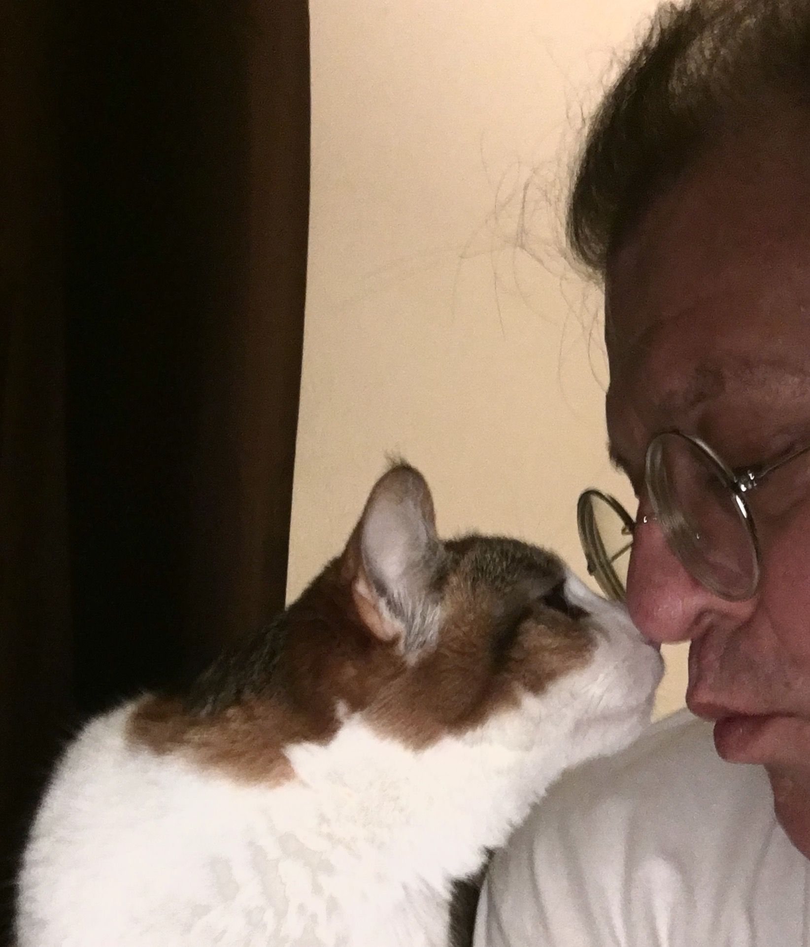 KATT.png