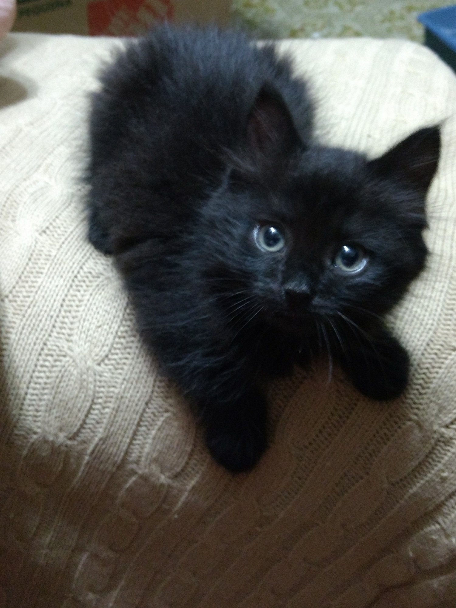 Kazaara kitty.jpg