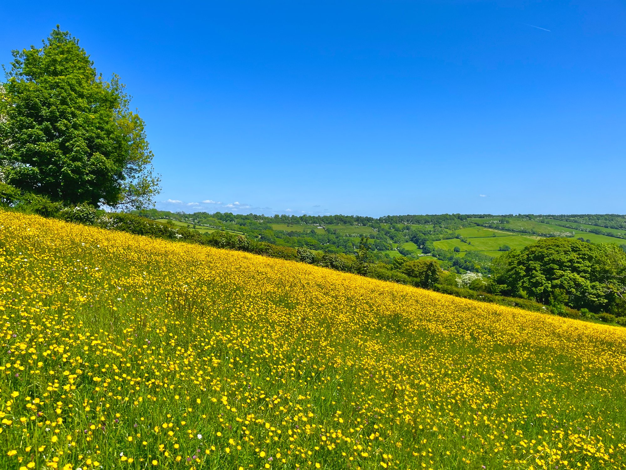 Kelston Hill.jpeg
