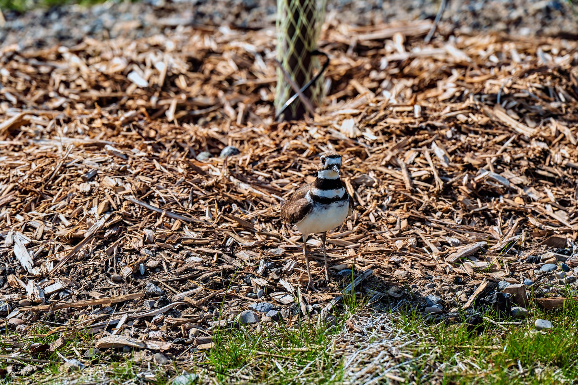 killdeer-0001web.jpg