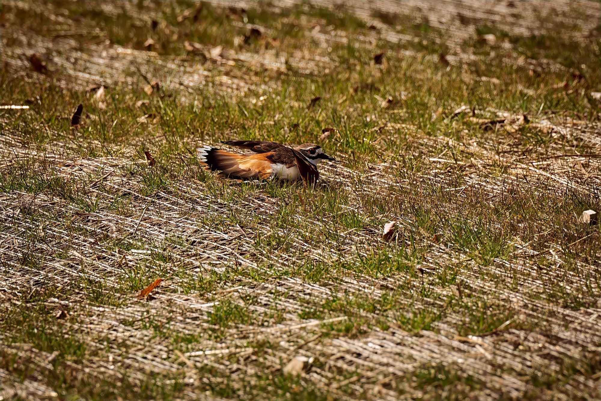 killdeer-0002web.jpg
