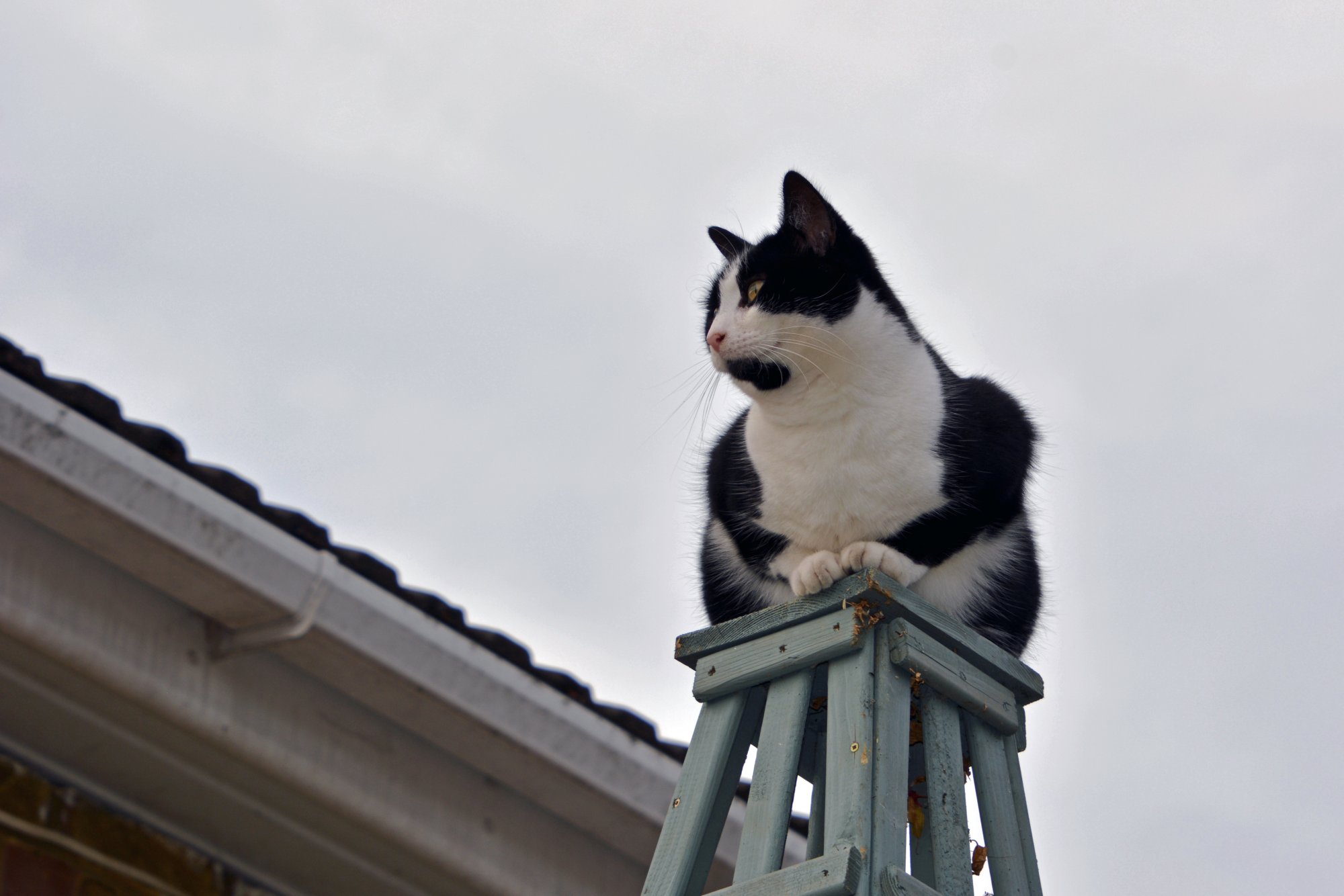 King Of The Castle.JPG