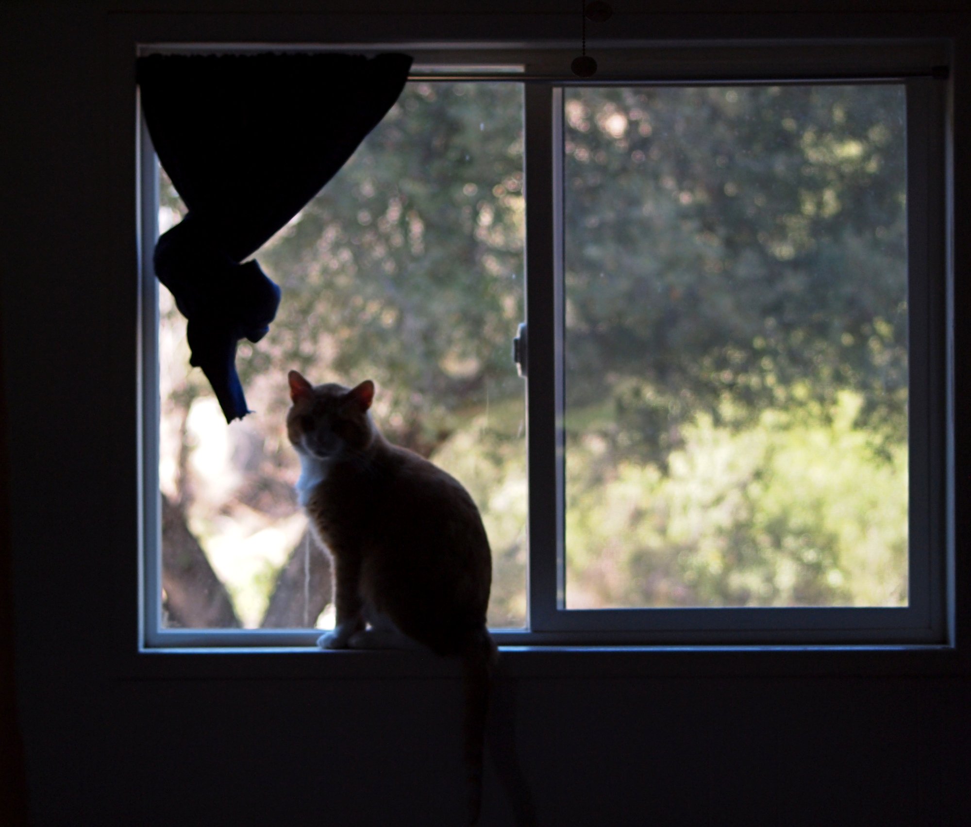 kitty boy in window x 2.20.25.jpg