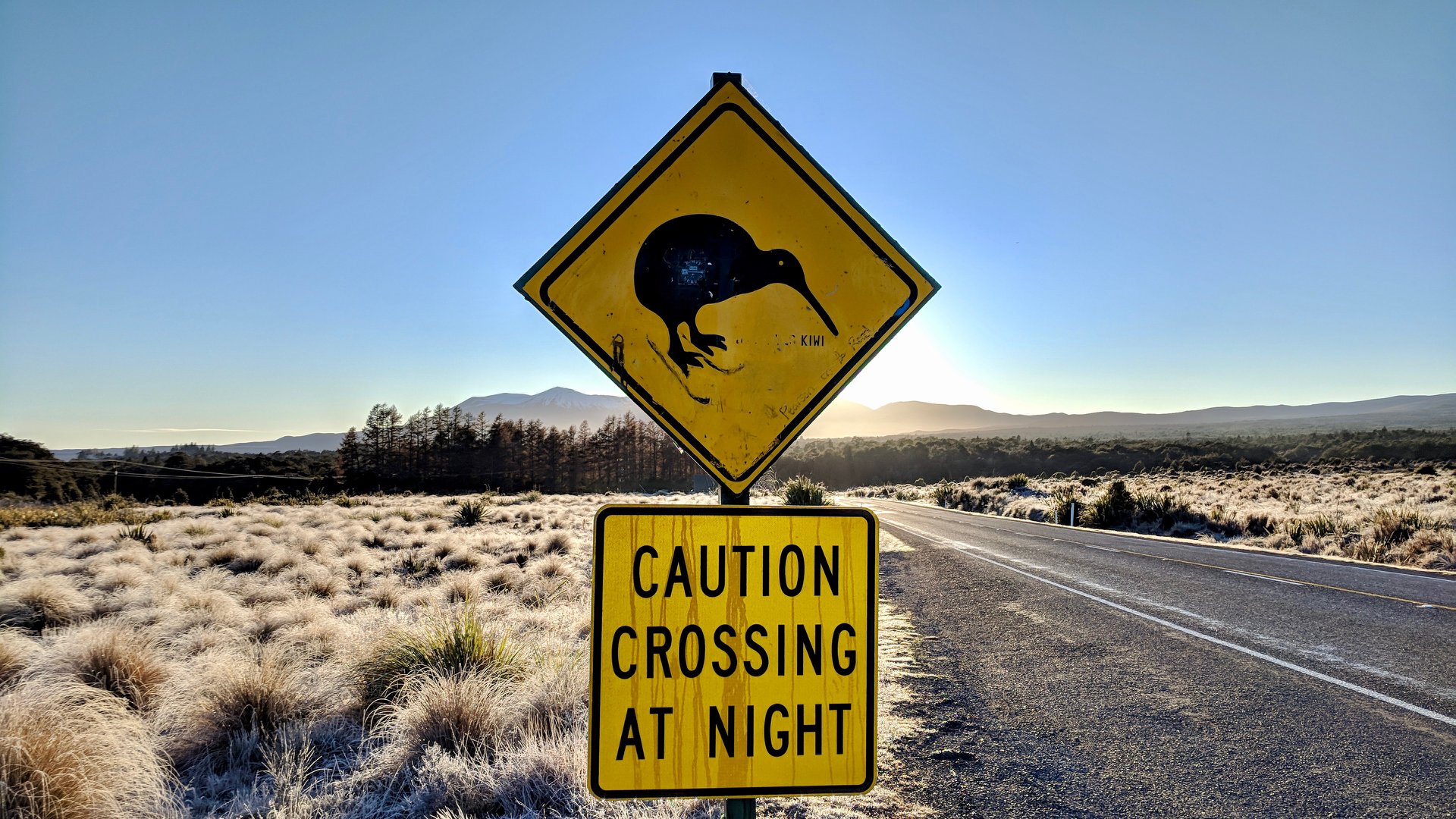 Kiwi.jpg