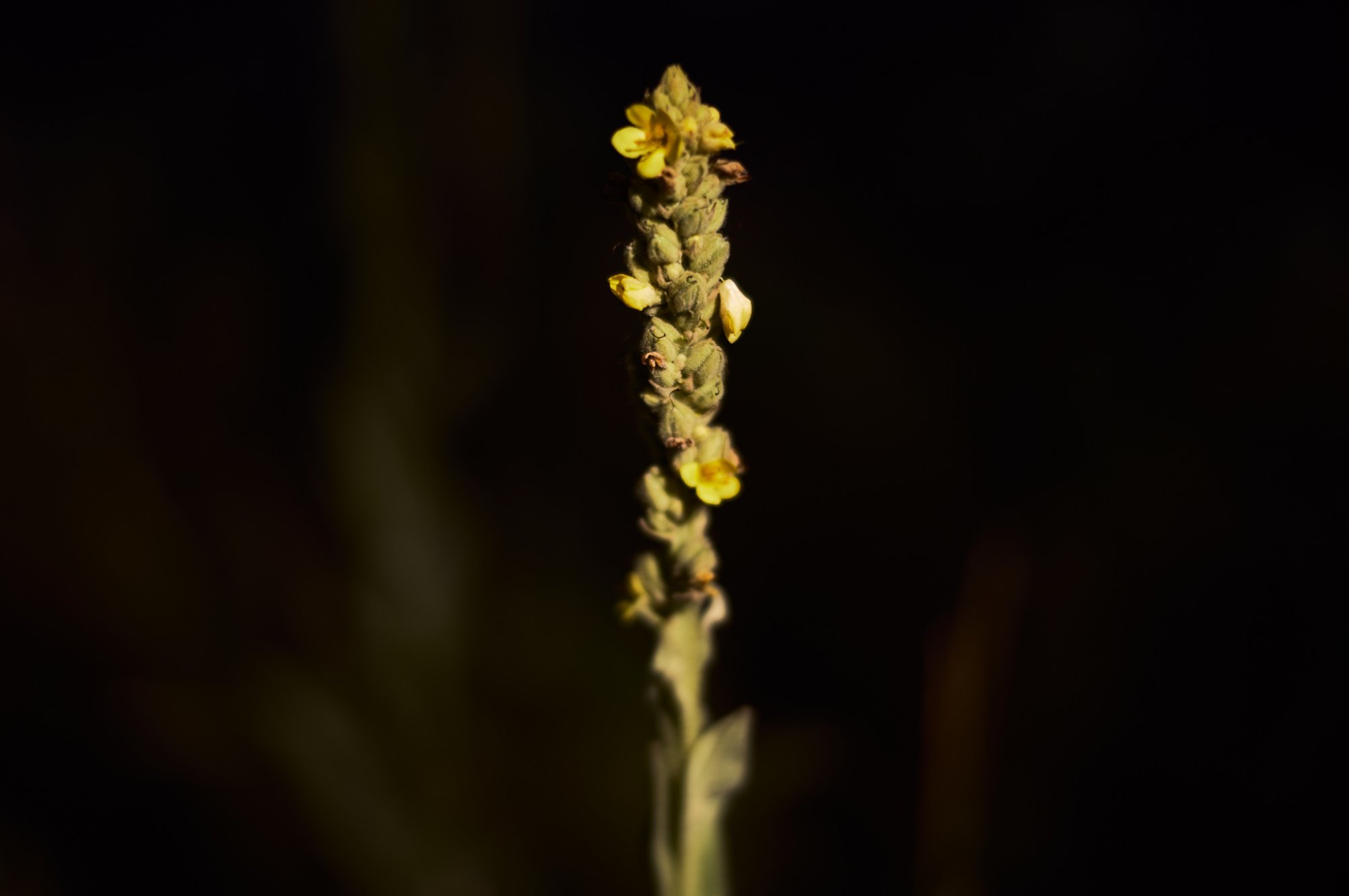L10033144.jpg