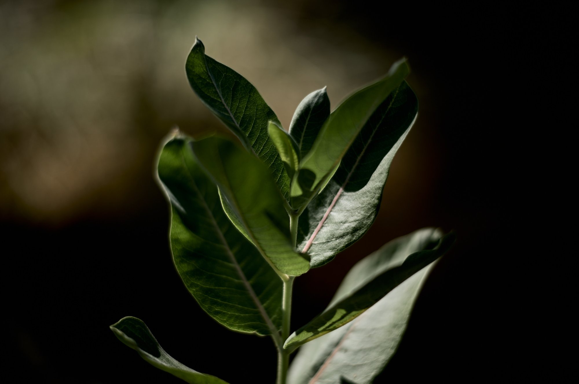 L1003315.jpg