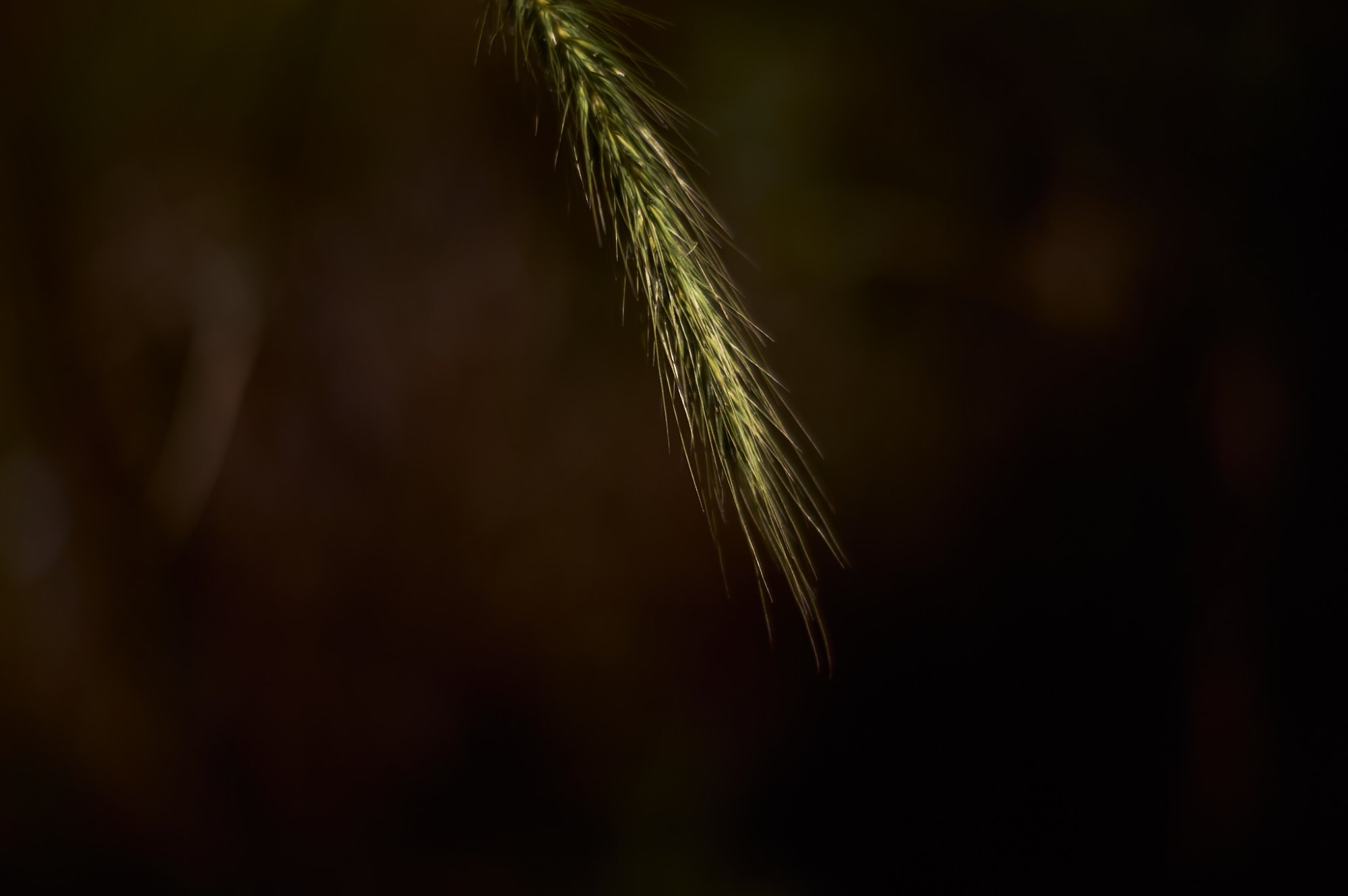 L1003317.jpg