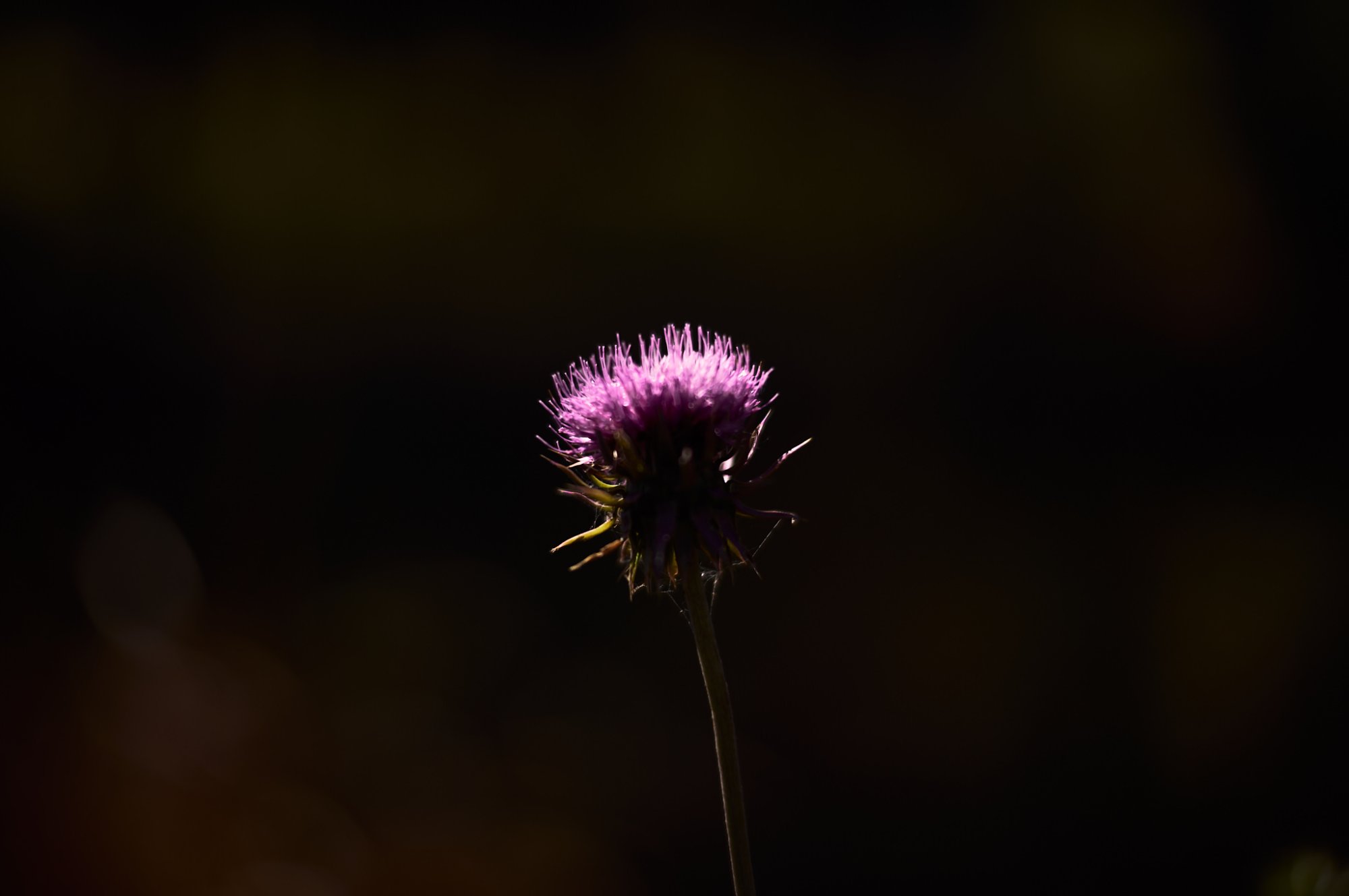 L1003320.jpg