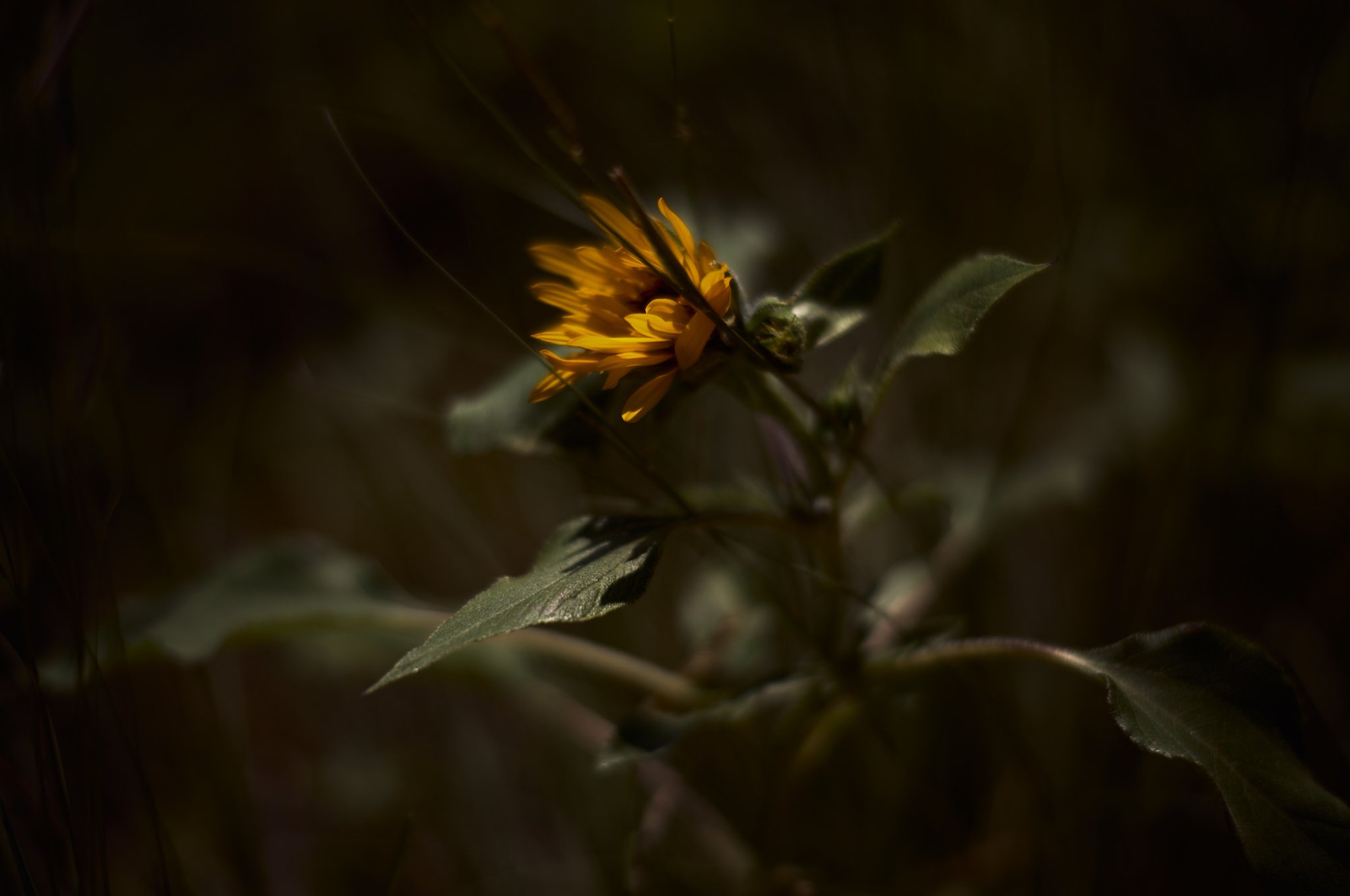L1003321 1.jpg