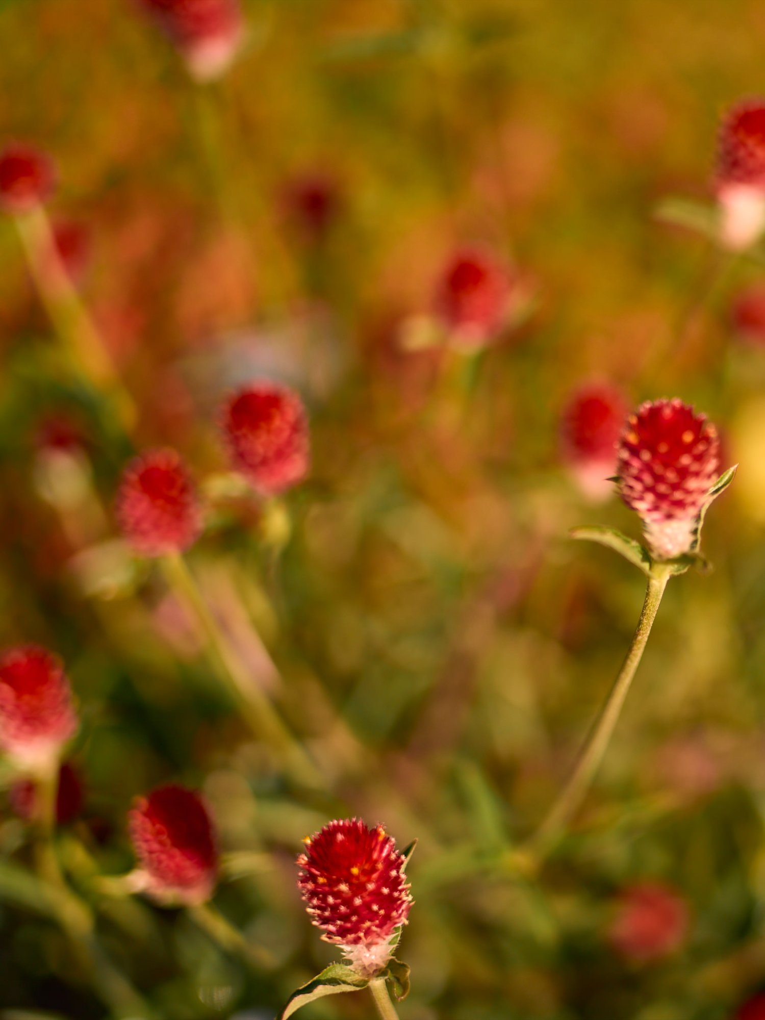 L1005662_64Auto.jpg