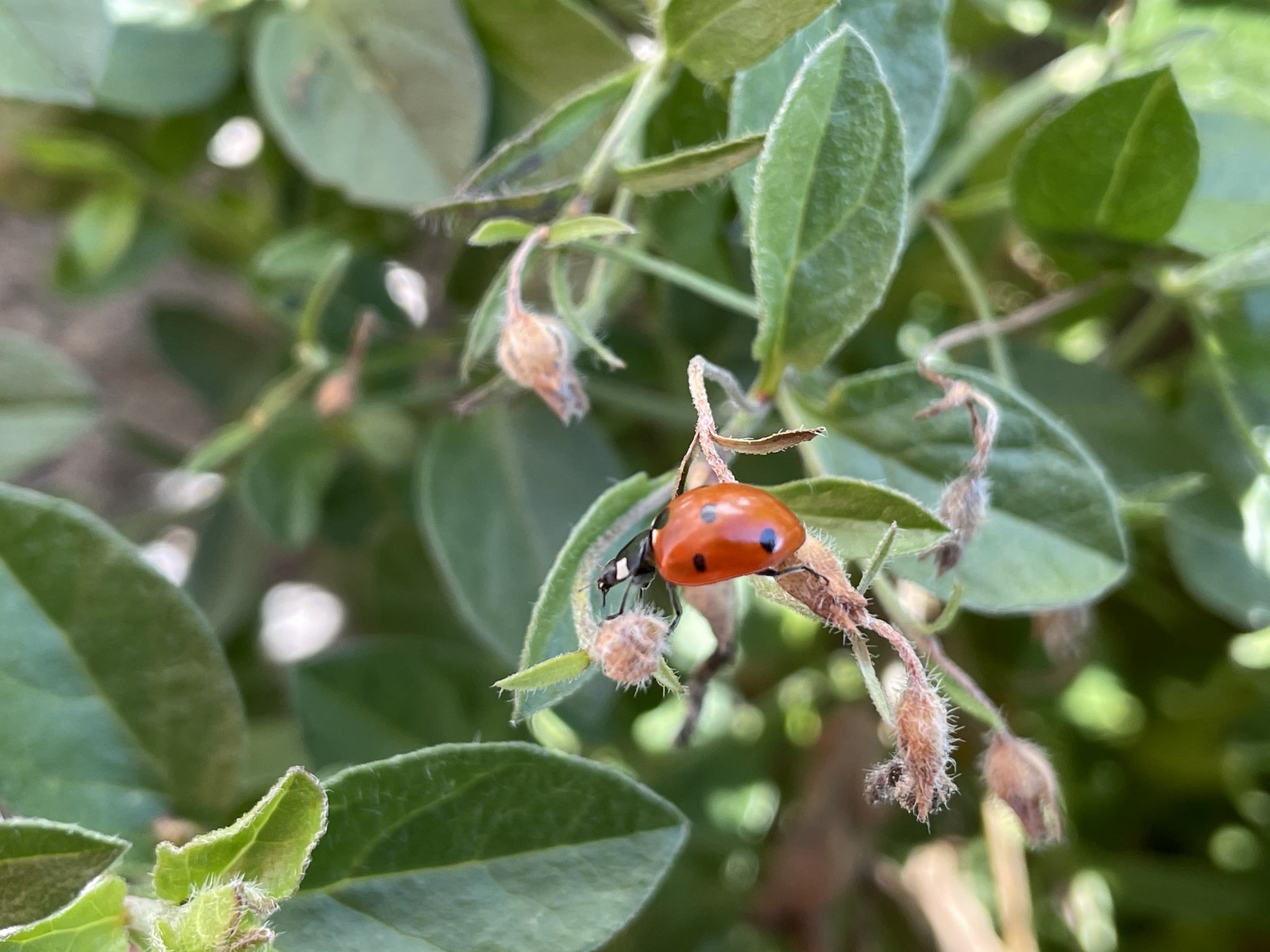 ladybug1.jpg