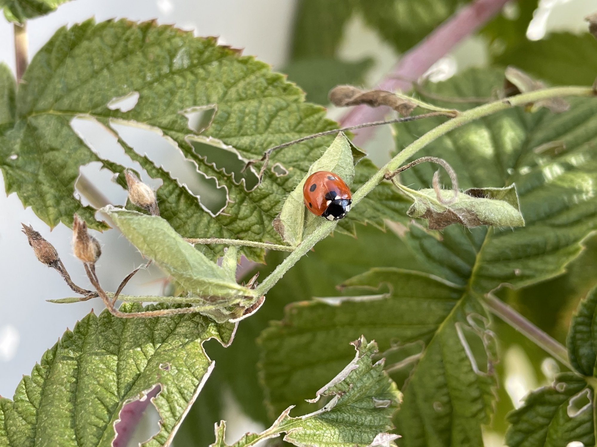 ladybug2.jpg