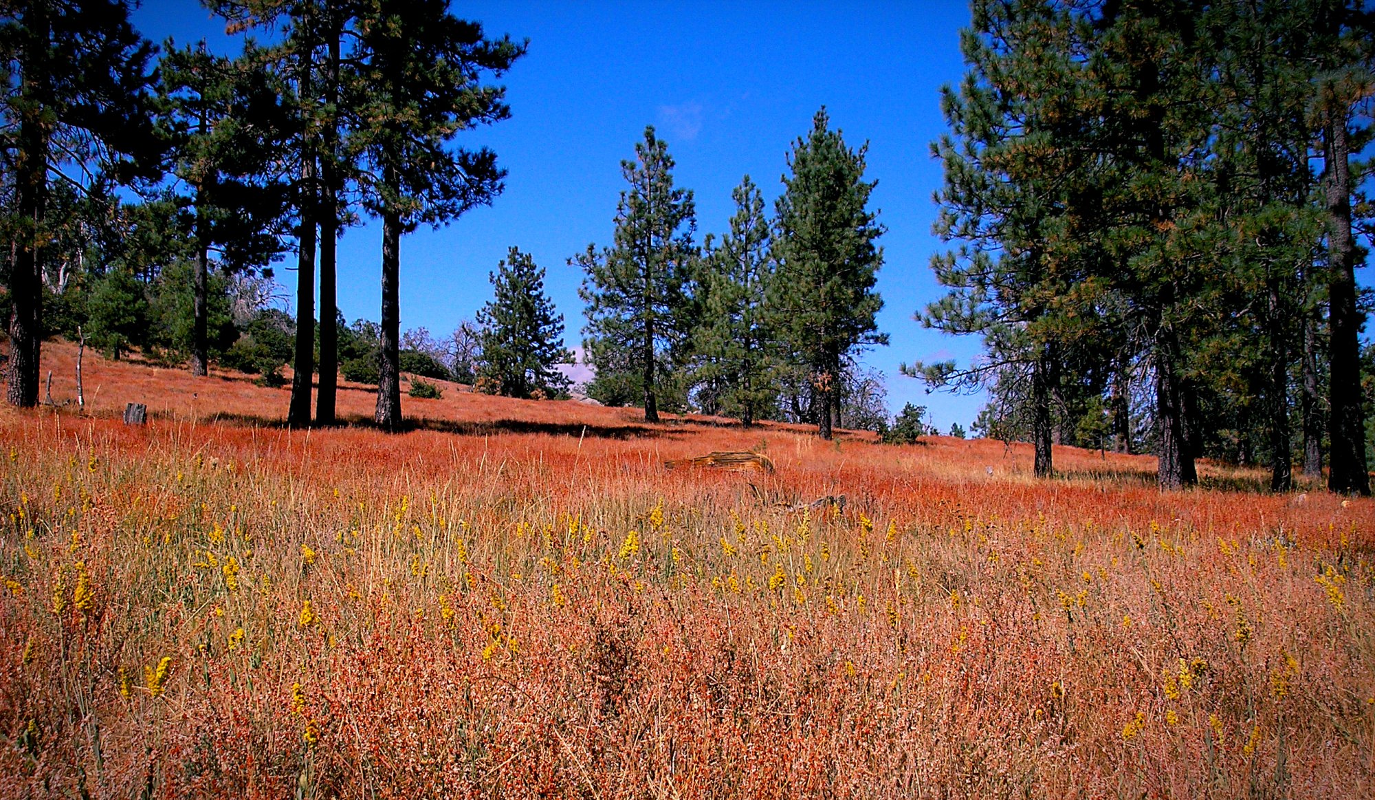 laguna 4cropxl2.jpg