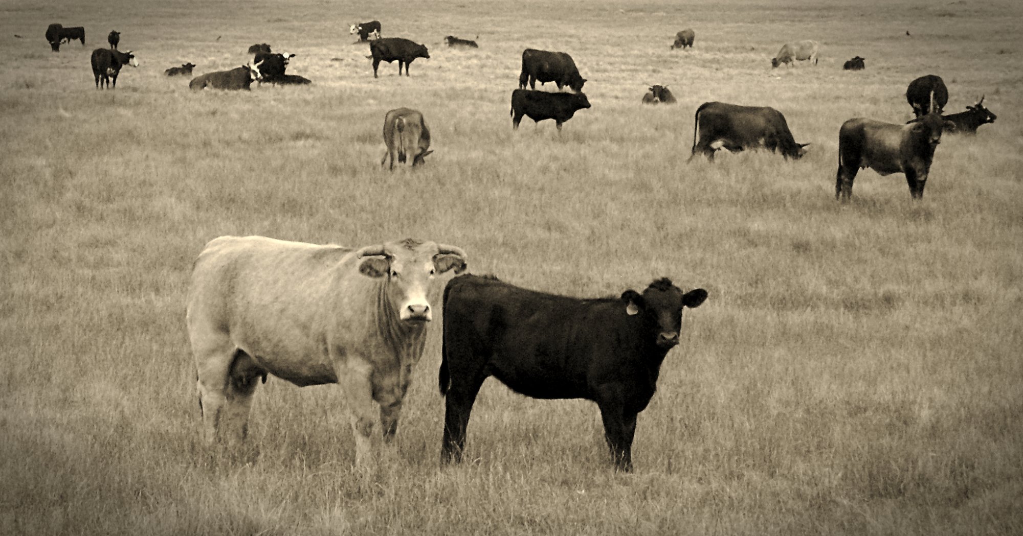Laguna cows 1cropx2vs.jpg