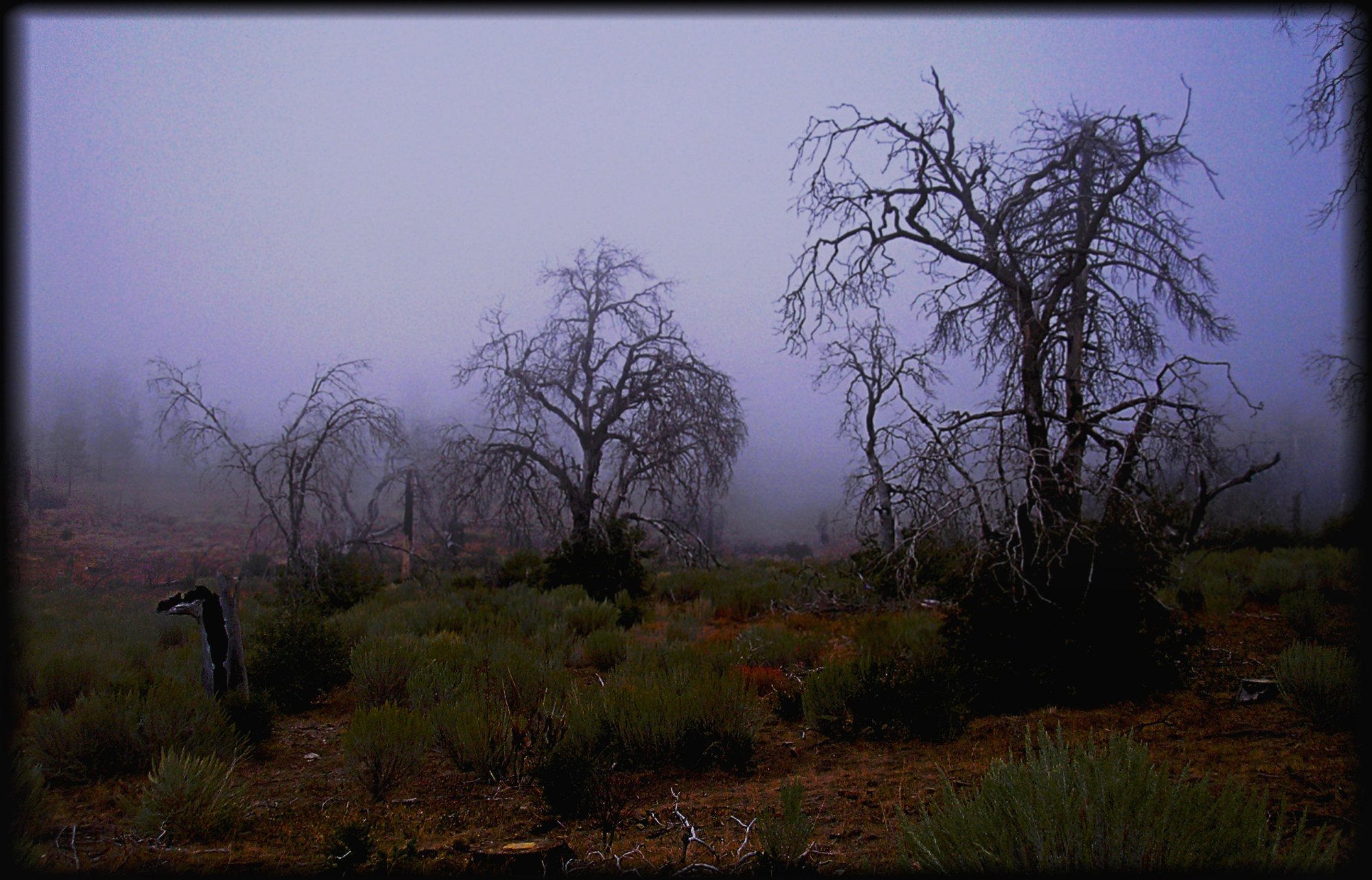 laguna mist 3crop xv6.jpg