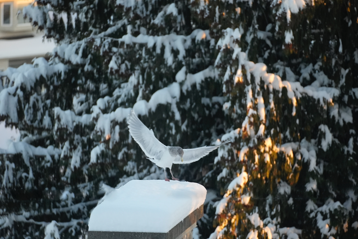 Landing seagull -11°.jpeg