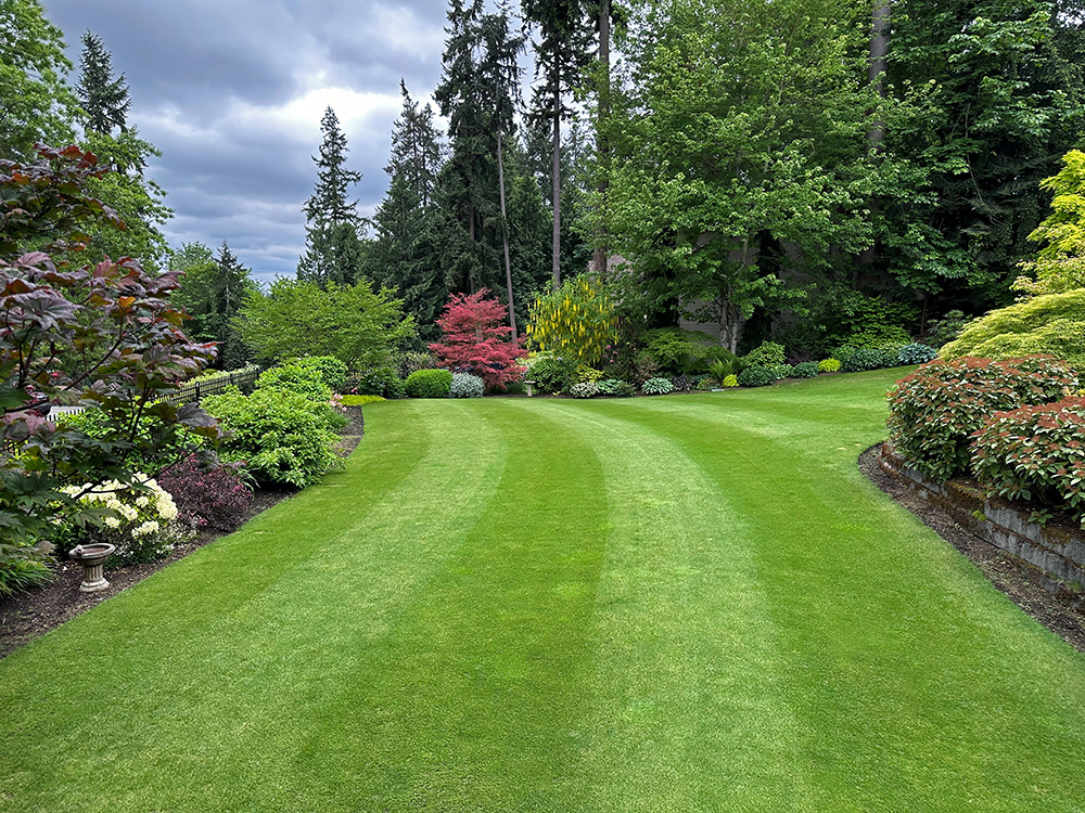 Lawn_05132025_1000p.jpg