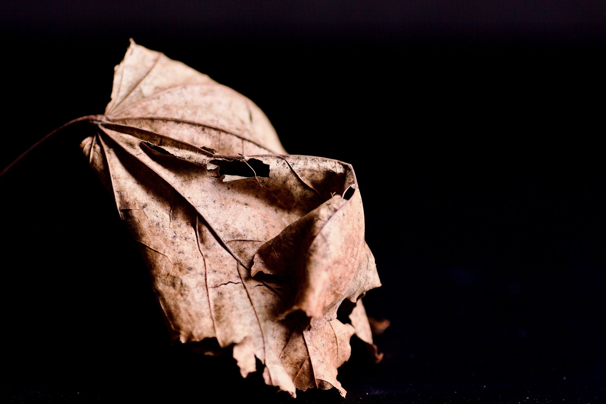leaf - 1.jpeg