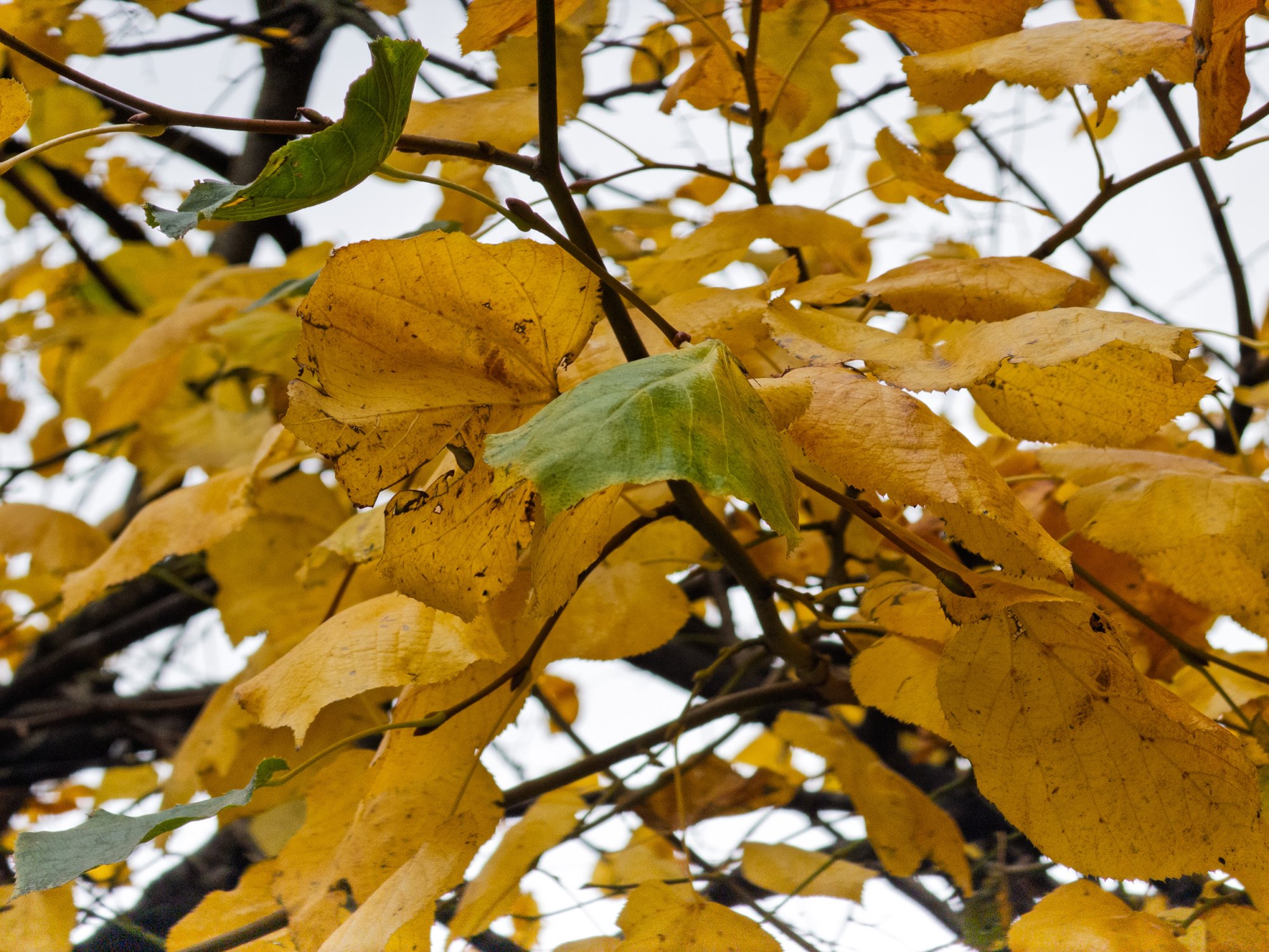 Leaves20251015-2.jpg