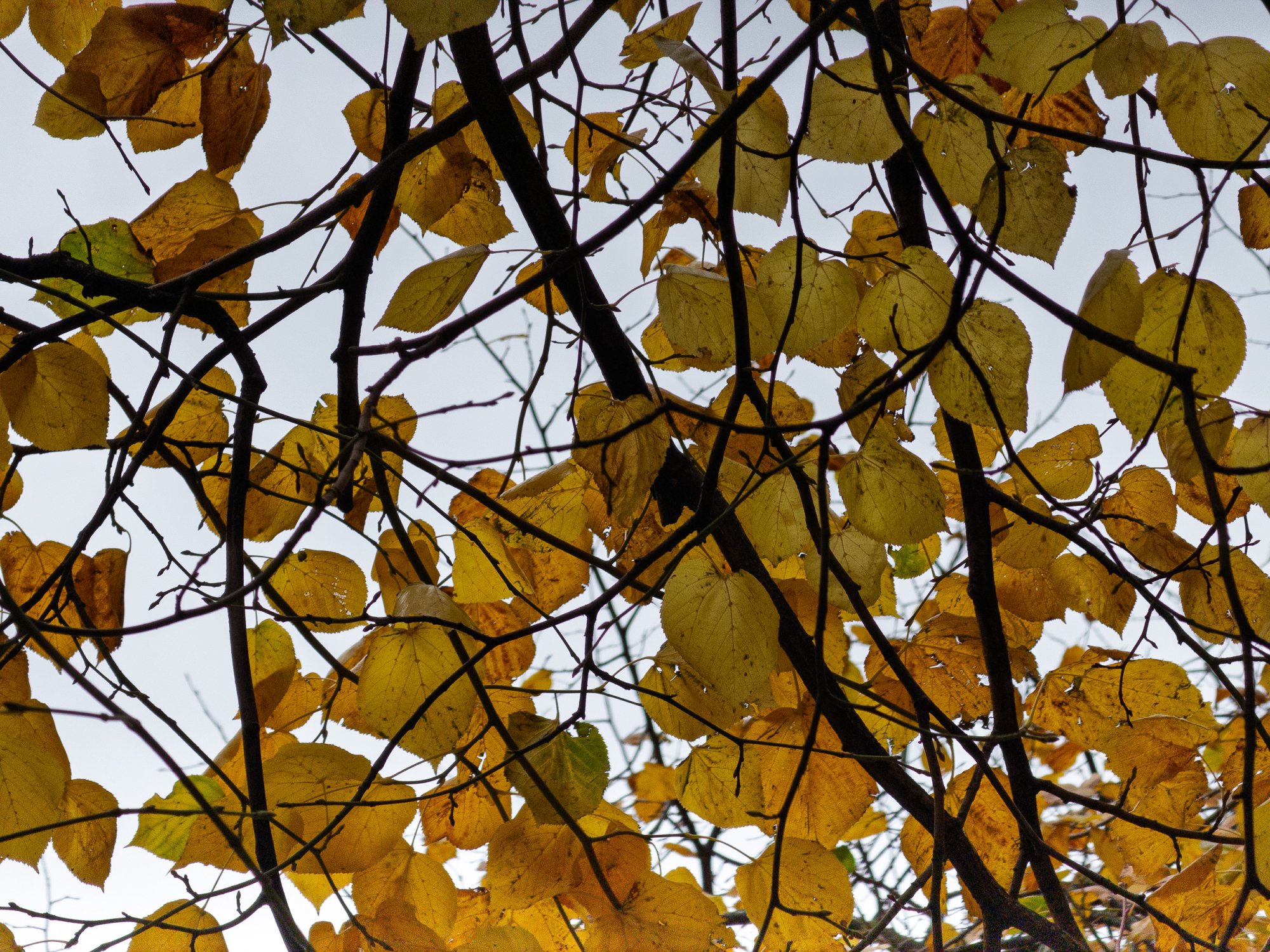 Leaves20251015.jpg