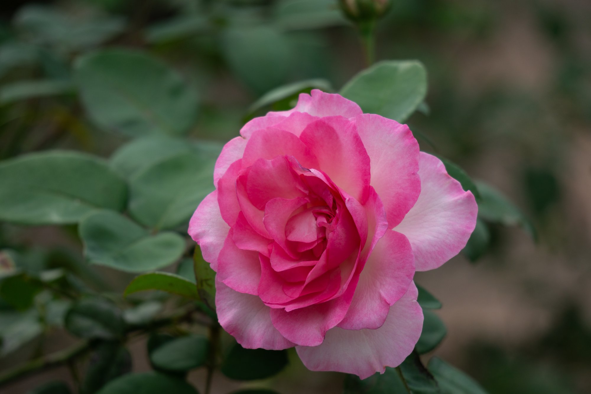 Leu Gardens Nov 2025 - 2500px-12.jpg