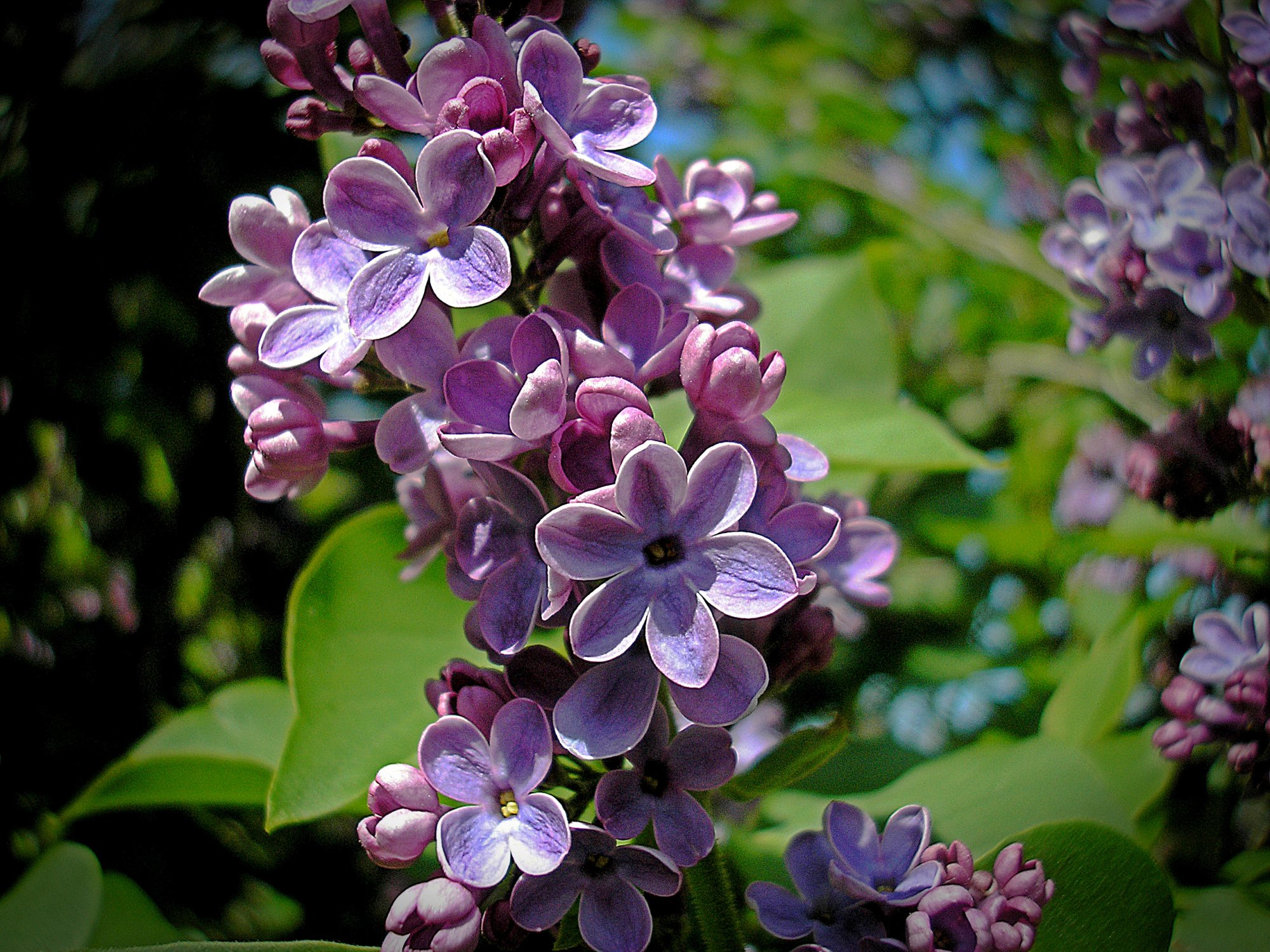 lilac 2 2011 xv2.jpg