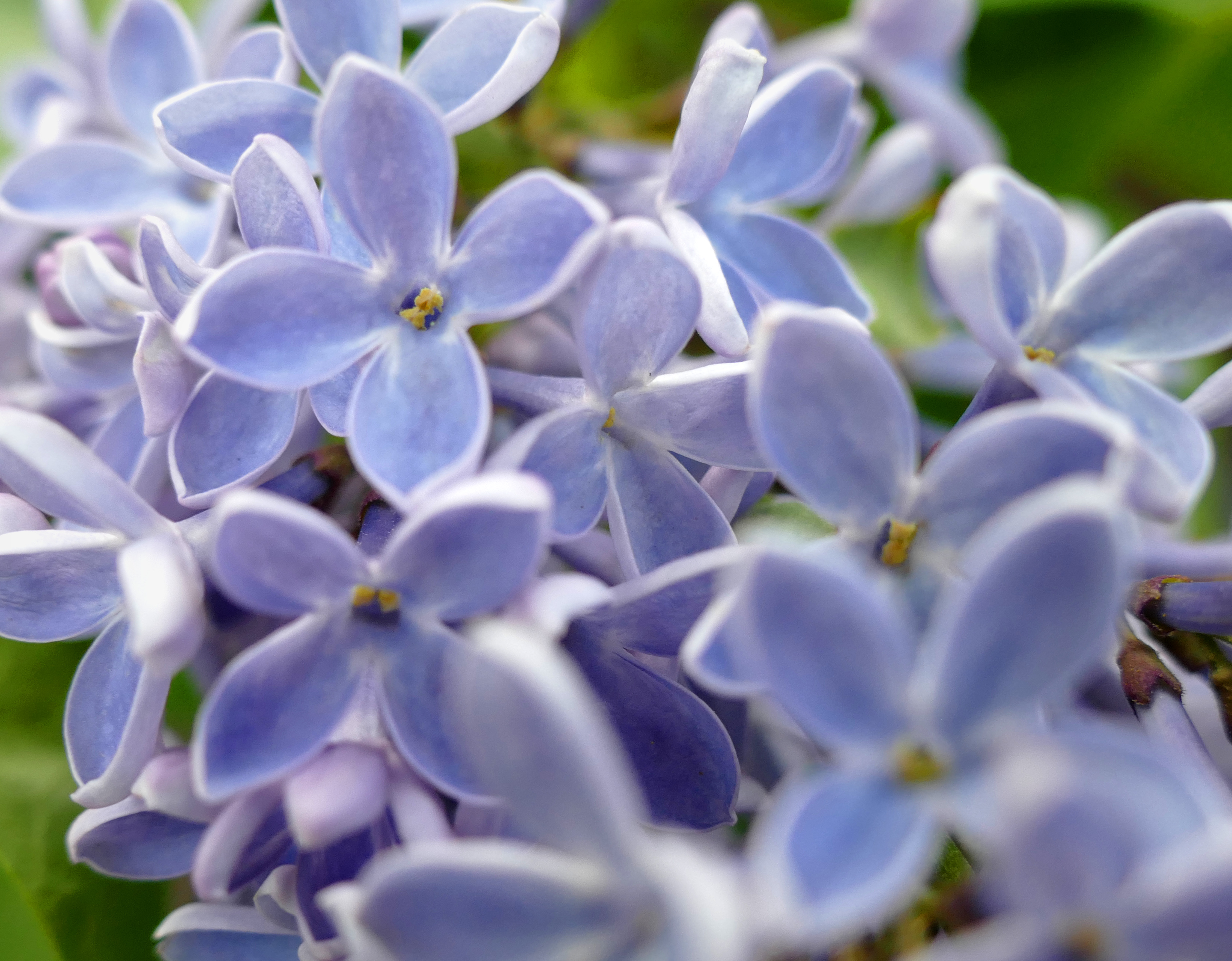 lilac-jpg.833378