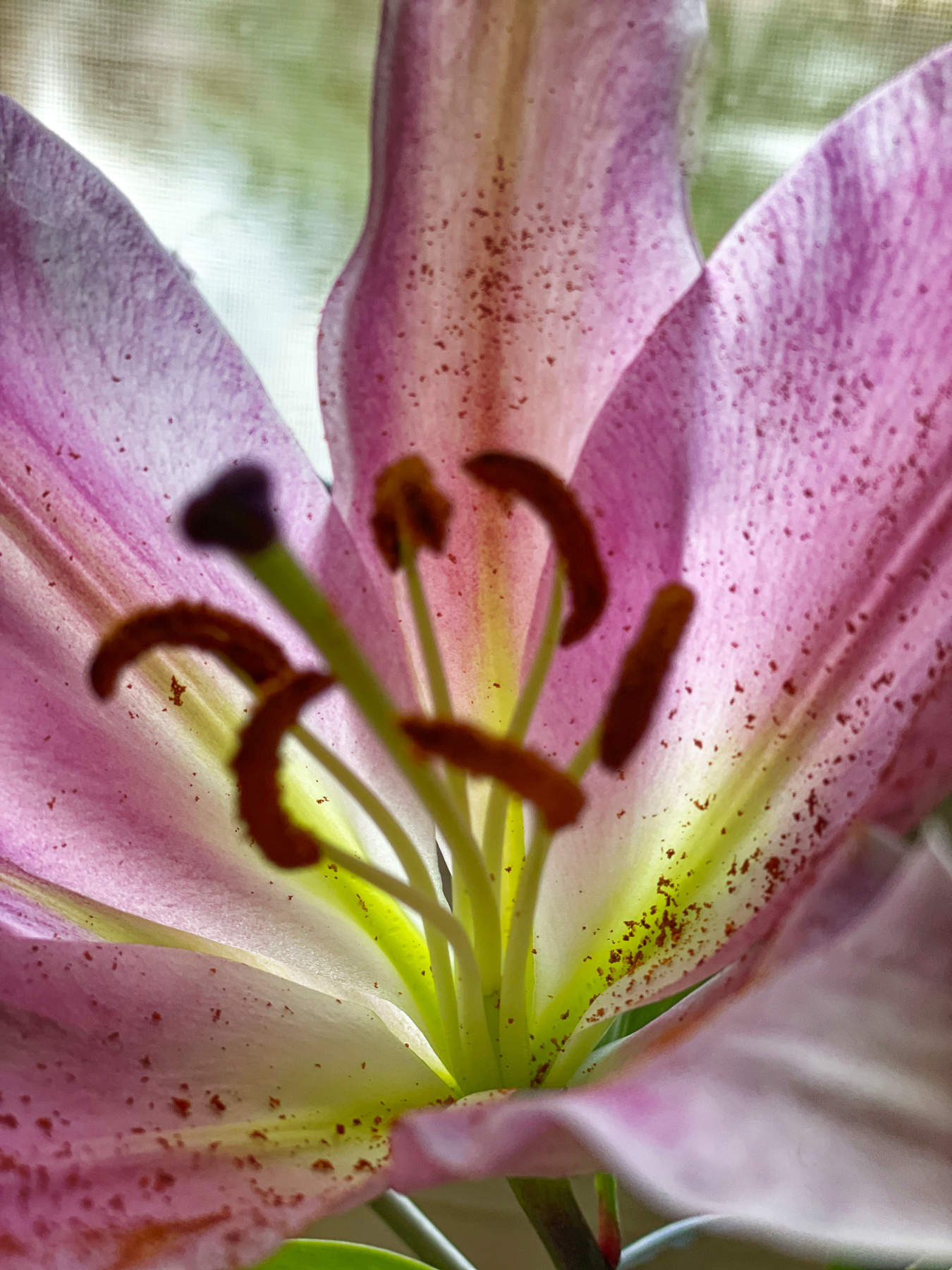 Lily in the Window.jpeg