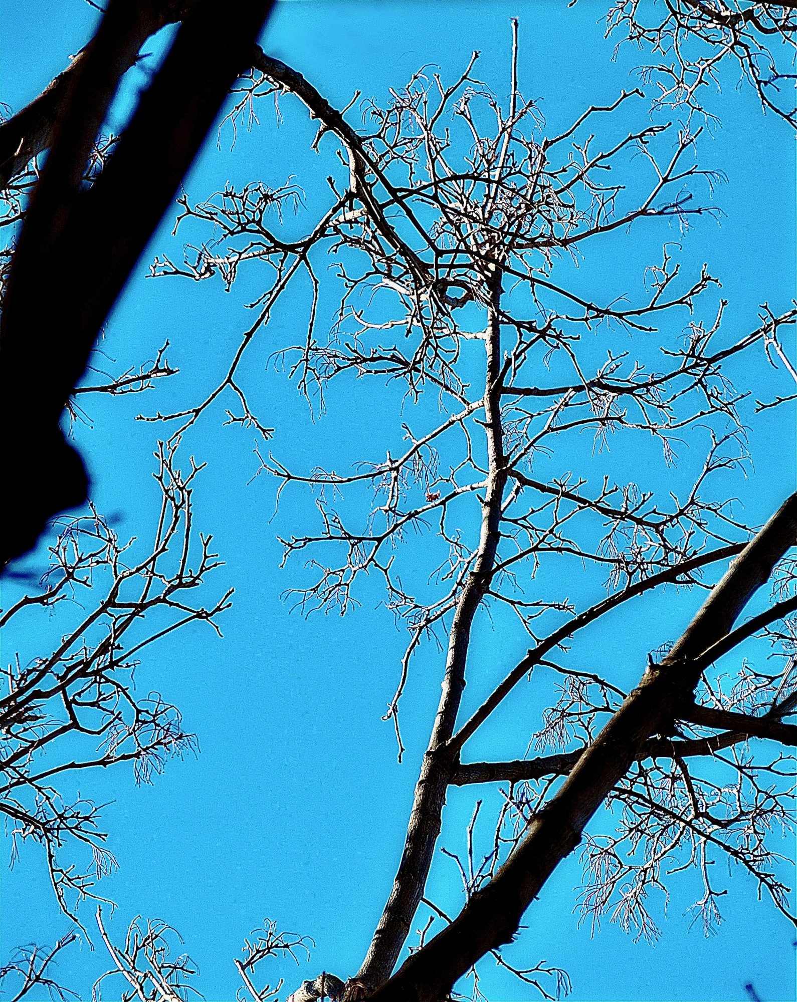 limbs - 1.jpeg