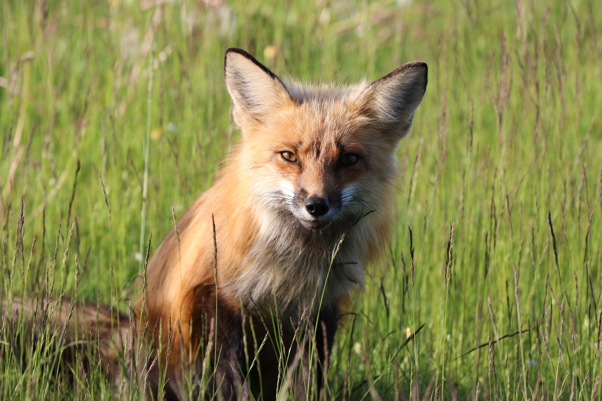 little fox June 10.JPG