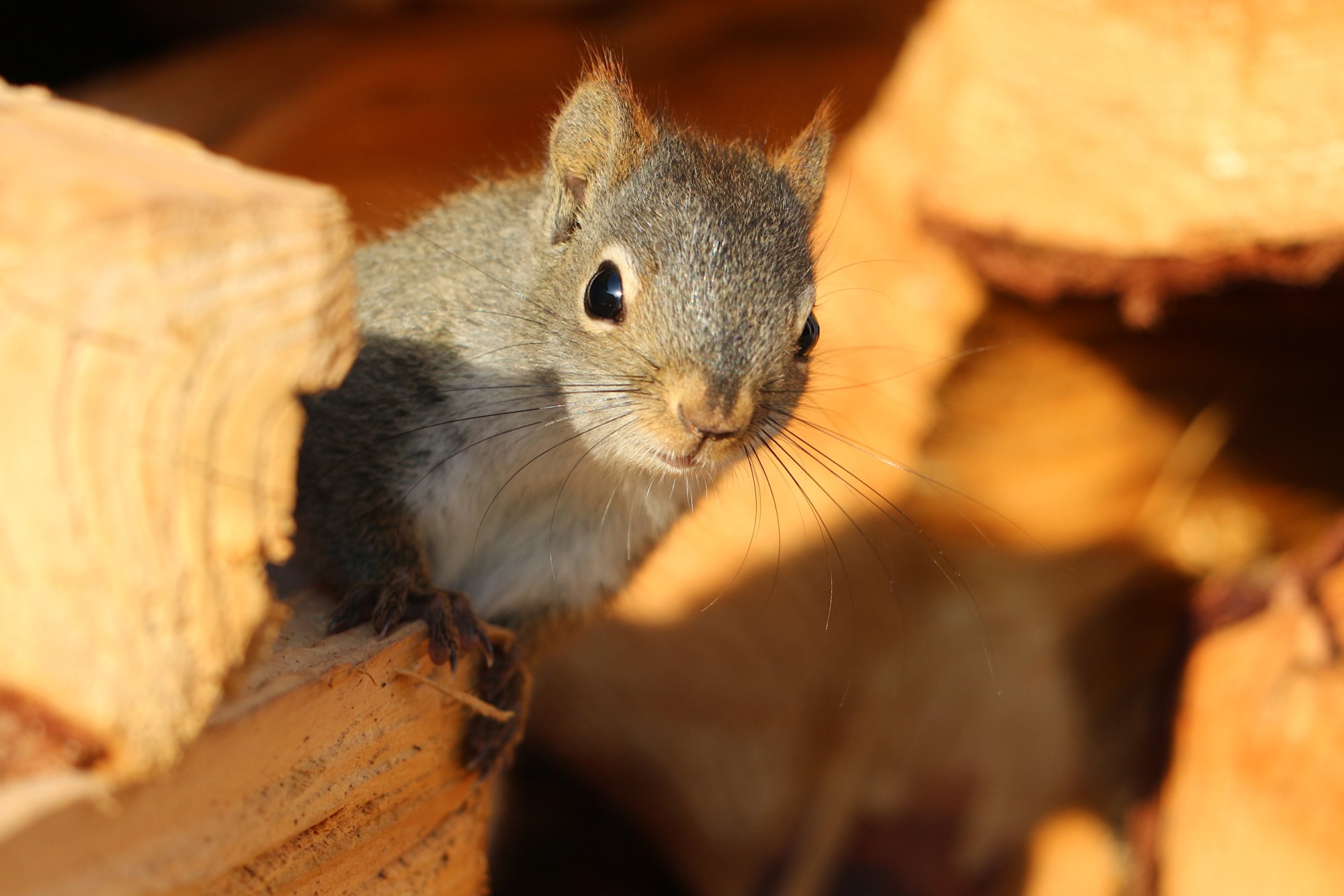 little guy peeking out of wood.JPG