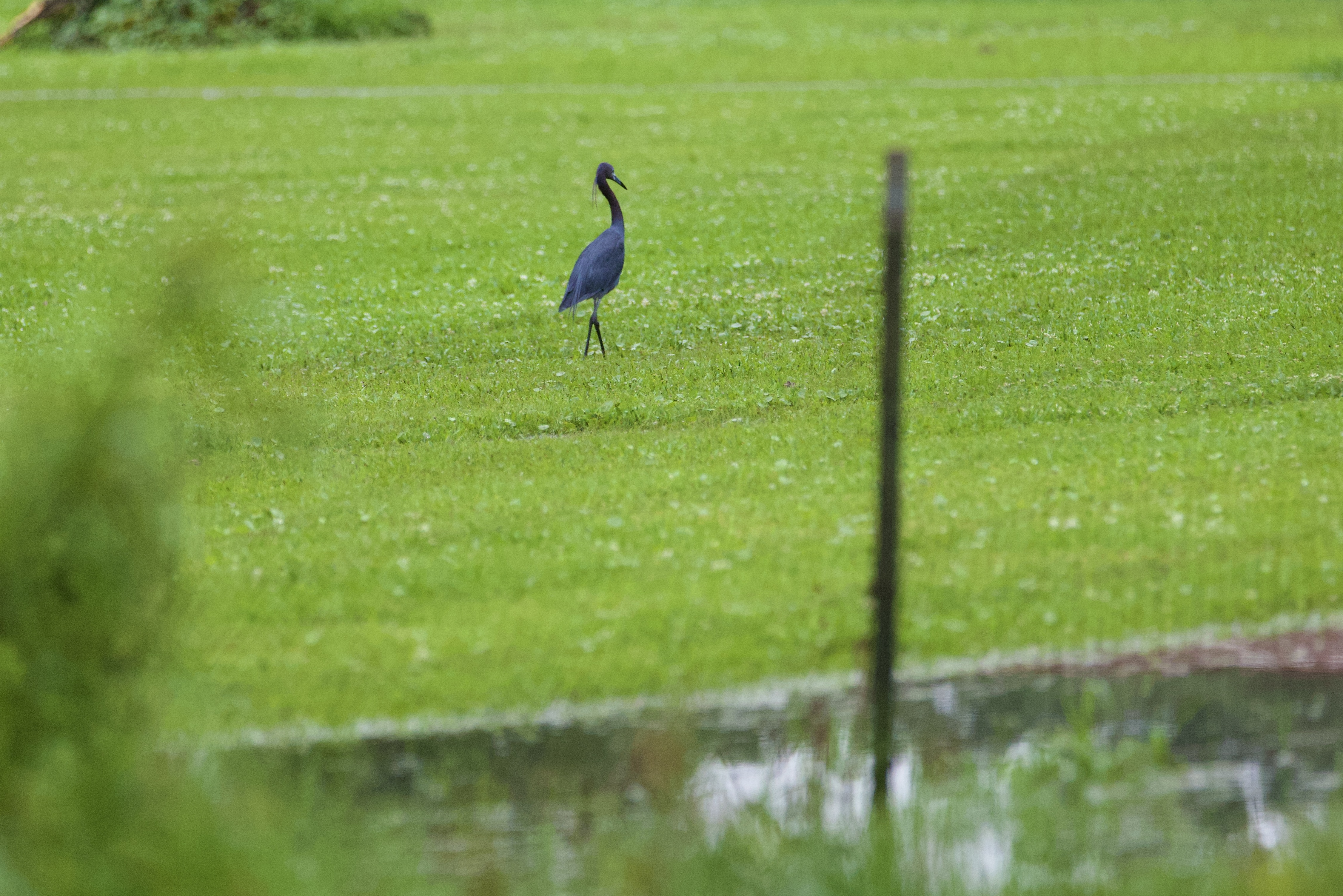 LittleBlueHeron.jpeg