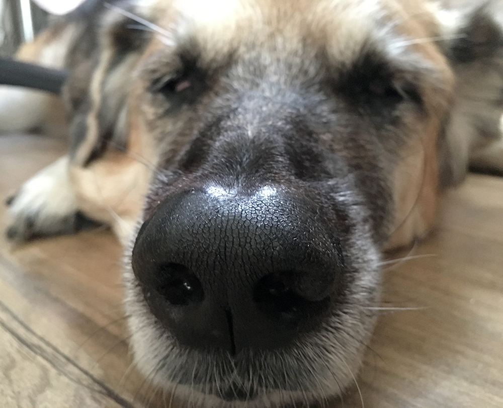 lolo nose cu.jpg
