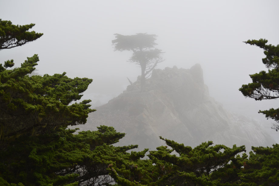 lone cypress-4.jpg